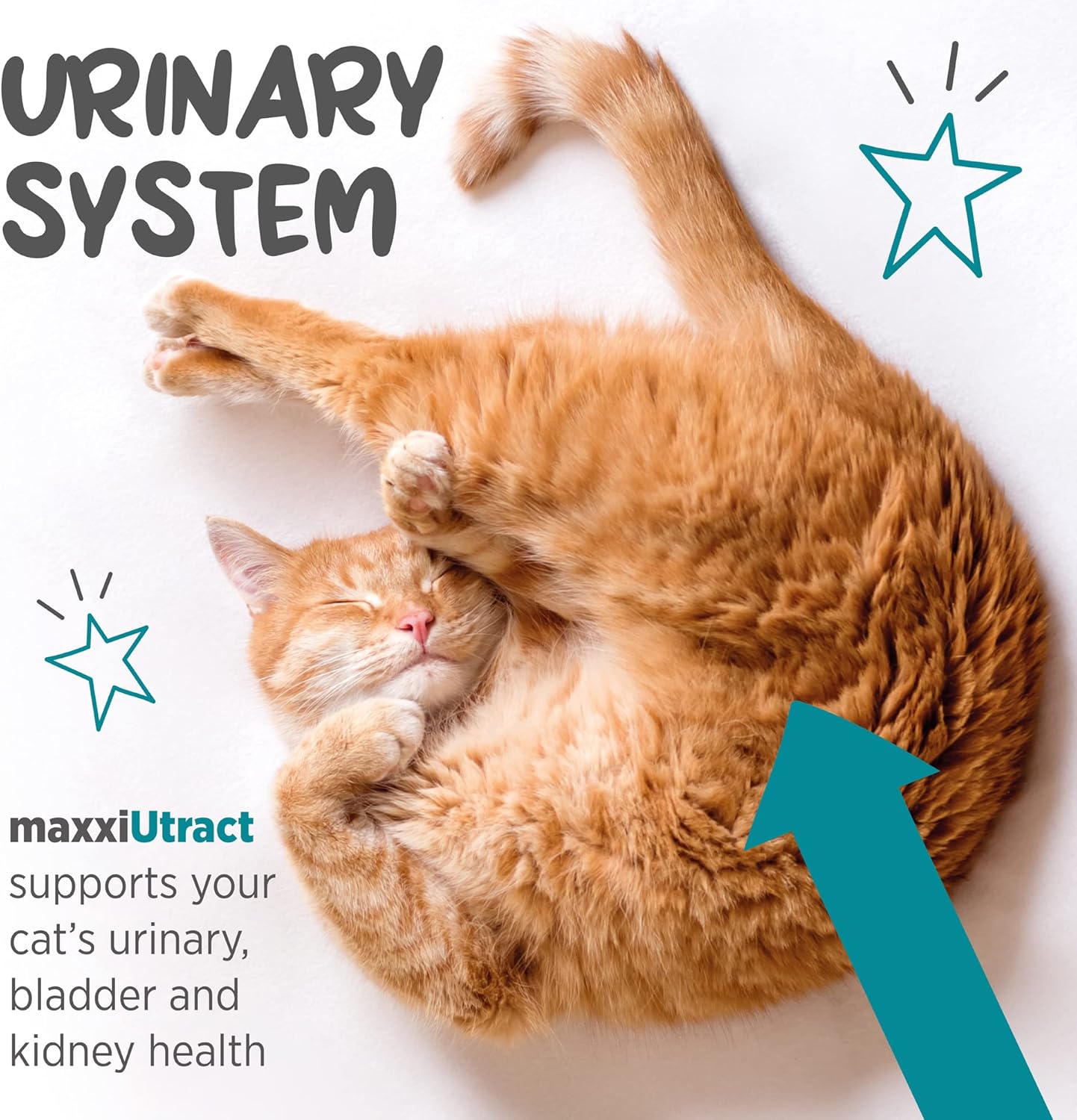 maxxiUtract Urinary & Bladder Support Powder Supplement for Cats - 2.1oz