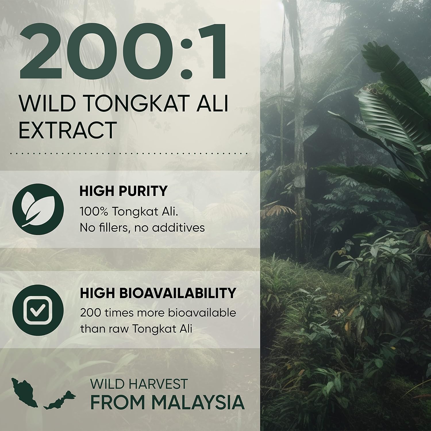 Men's Jungle Powders Tongkat Ali & Fadogia Agrestis Extract Powder 200:1 & 50:1 Concentration - 5oz Supplement