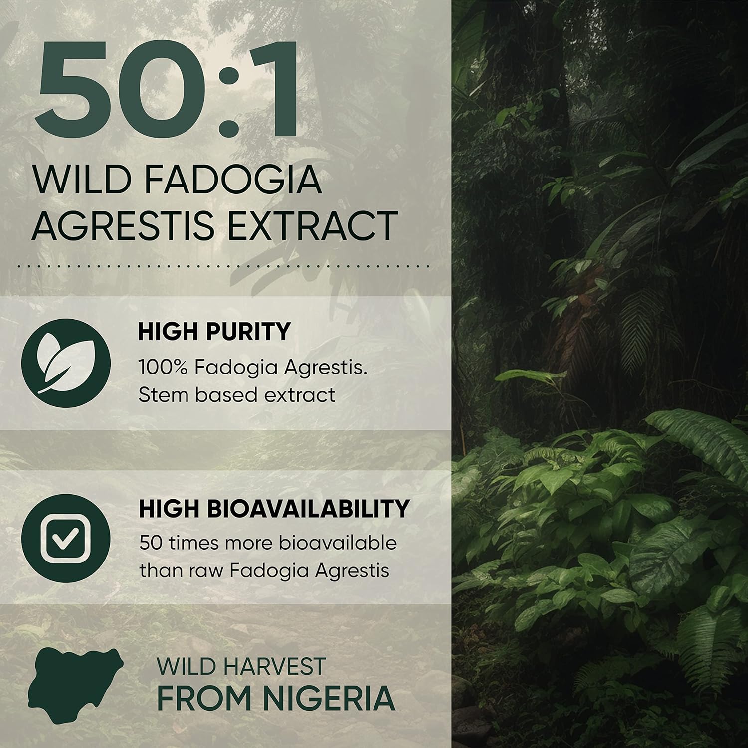 Men's Traditional Health Support Powder - Fadogia Agrestis & Black Ant Extract 50:1 & 30:1 Ratio, 313 Servings, 5oz - Boost Drive & Passion