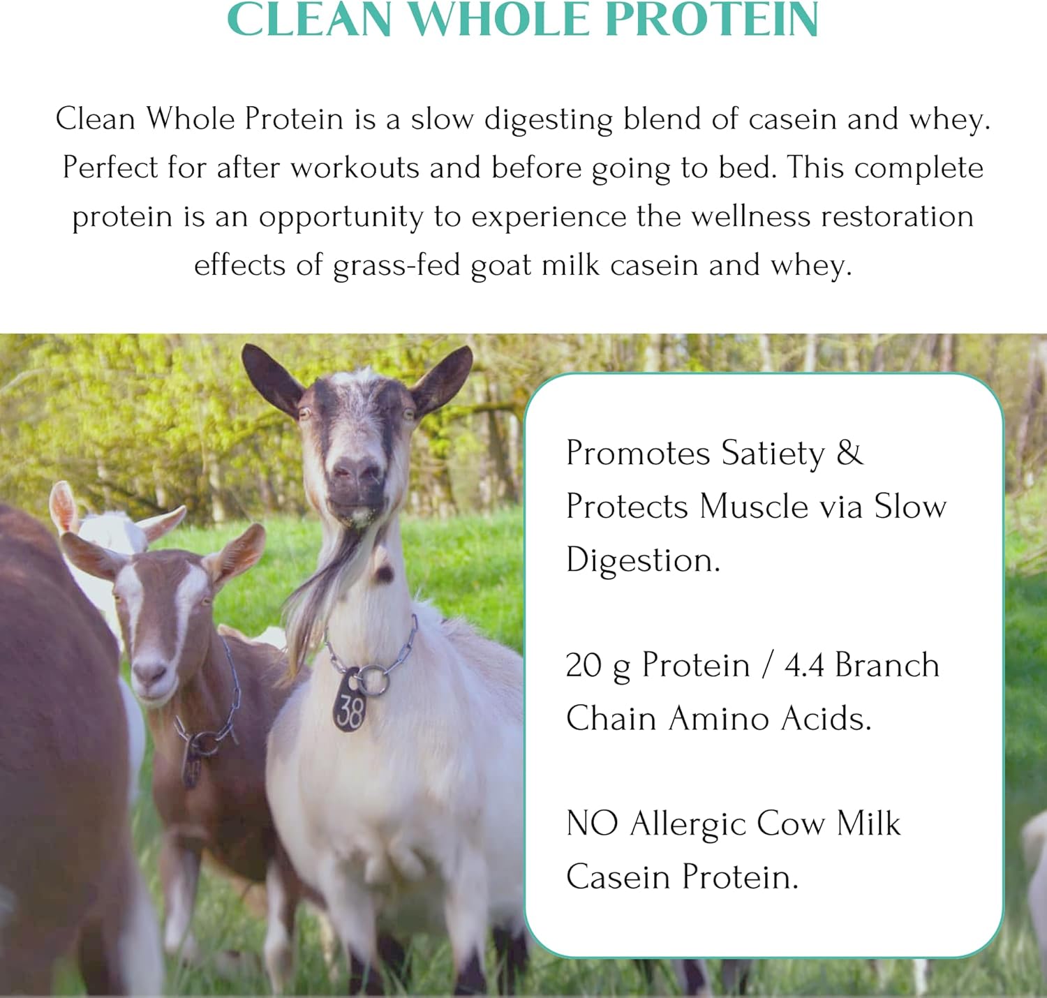 Mt Capra Clean Whole Protein Blend - Grass-Fed Goat Protein with Whey & Casein, 20g Protein per Serving, Muscle Building, No Bloating, 13 Servings, 400g
