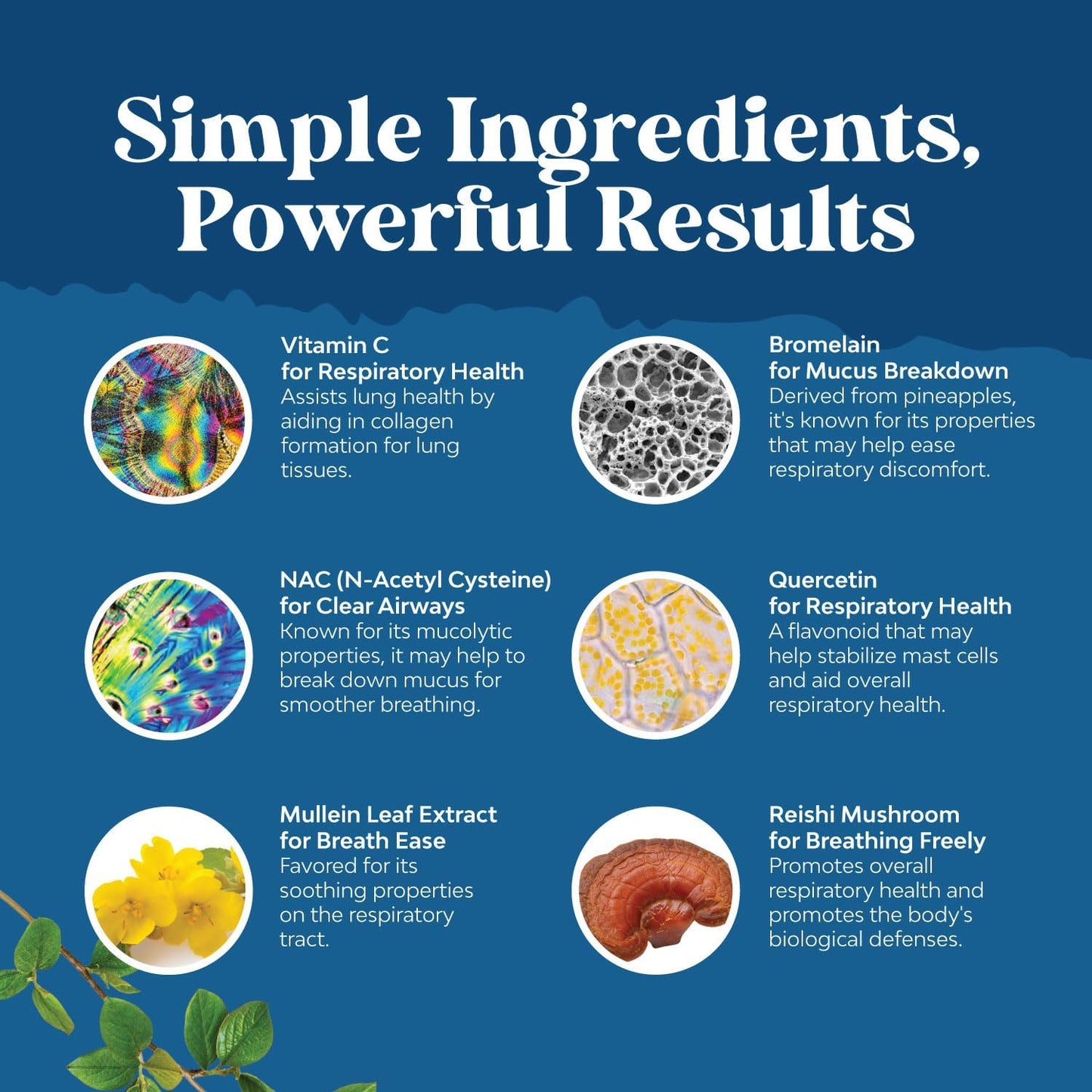 Mullein Leaf Lung Detox Capsules with NAC, Quercetin, and Cordyceps Extracts - Respiratory Support Supplement for Sinus Health and Immunity