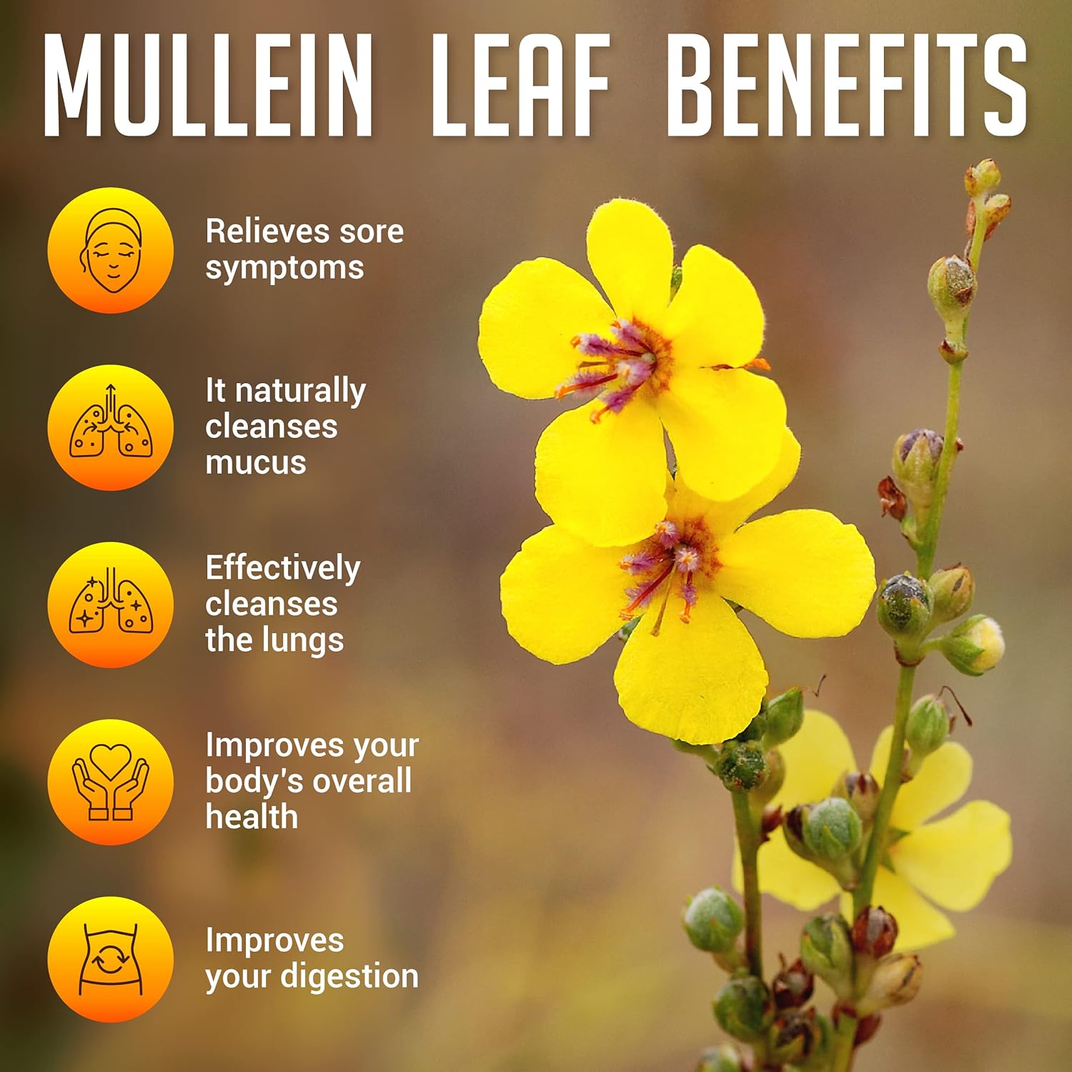 Mullein Leaf Verbascum Thapsus Supplement for Lung and Respiratory Health - 4 Fluid Ounces
