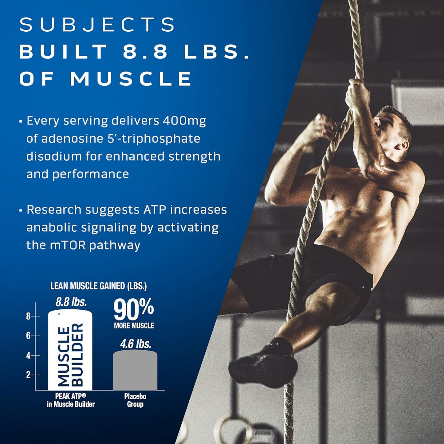 MuscleTech Muscle Builder & Platinum Multivitamin Bundle - Immune Support & Muscle Building Supplement for Men and Women