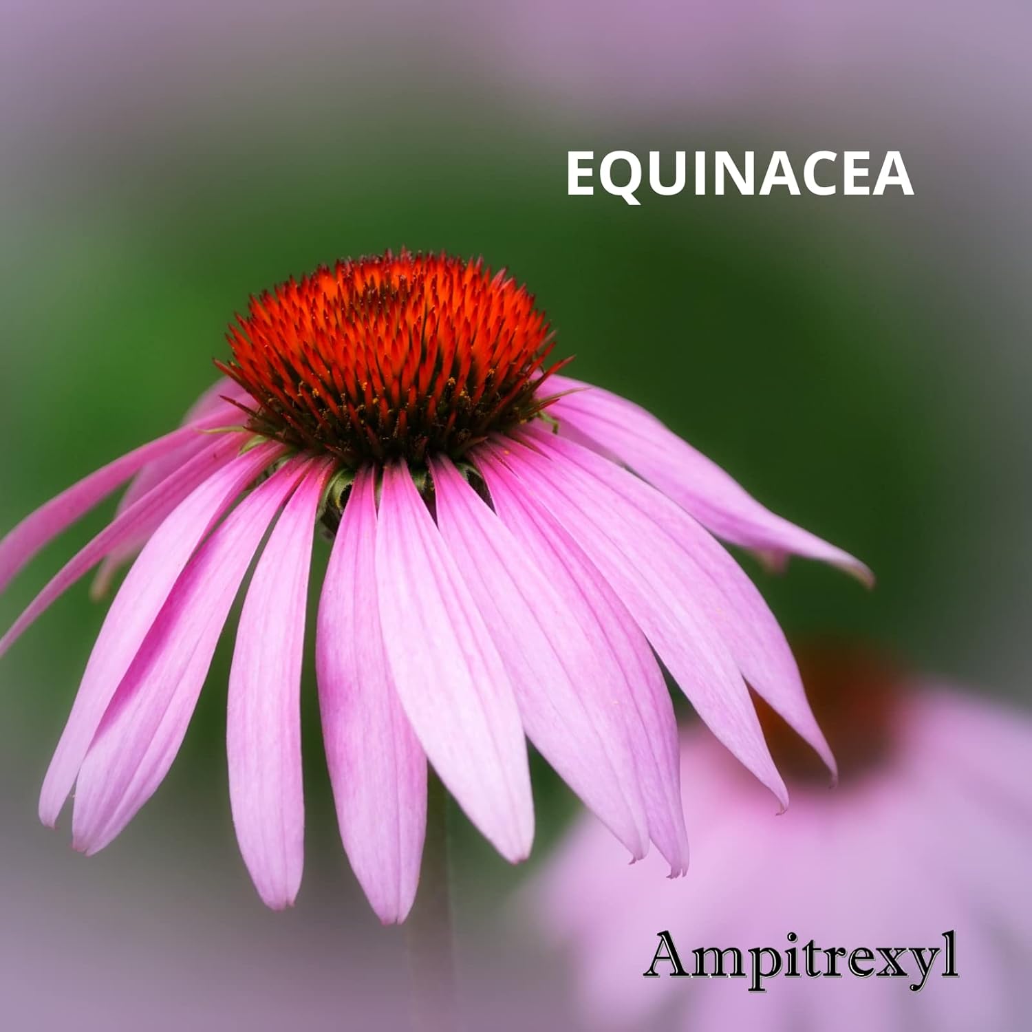 Natural Ampitrexyl Formula Capsules 500mg - Immune System Support & Antioxidant - 30 Count Box