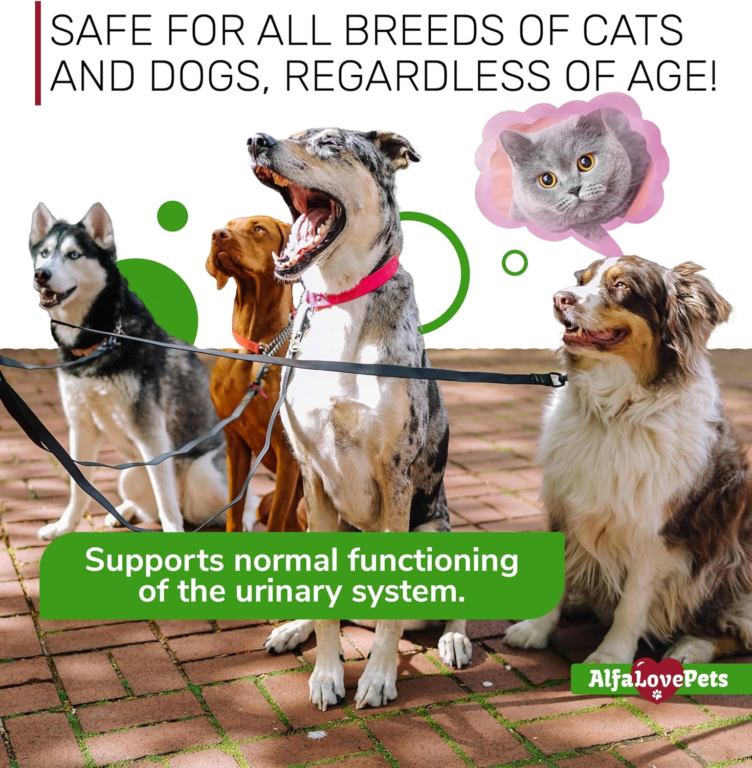 Natural Cranberry Supplement for Dogs and Cats - UTI and Bladder Stone Treatment - Supports Kidney and Bladder Health - All Ages and Breeds - 2 Oz