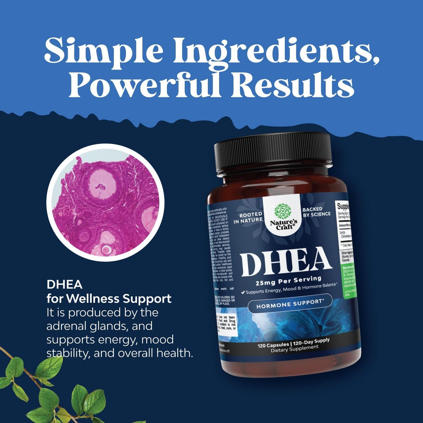 Natural DHEA Supplement for Hormone Balance, Mood Stability, Brain Function, Immune System, Energy, and Fertility - 120 Capsules for Men and Women