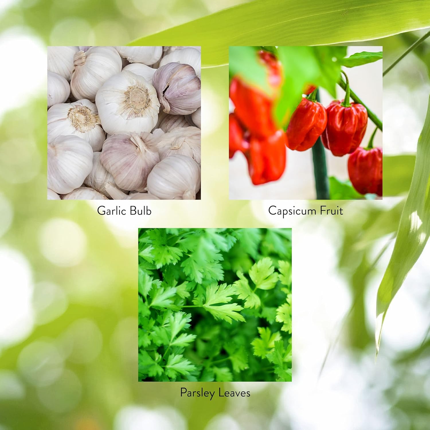 Natural Digestive, Immune, Circulatory, and Glandular Support Capsicum Garlic w/Parsley - 100 Capsules