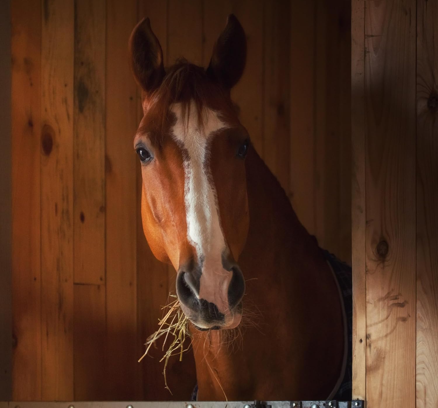 Natural Stomach Health & Behavioral Support Bundle for Horses - 30 Servings - Promotes Calmness & Focus, Aids in Gastric Ulcer Relief, All Natural Formula - SynNutra Equine SynChill + GastroMend