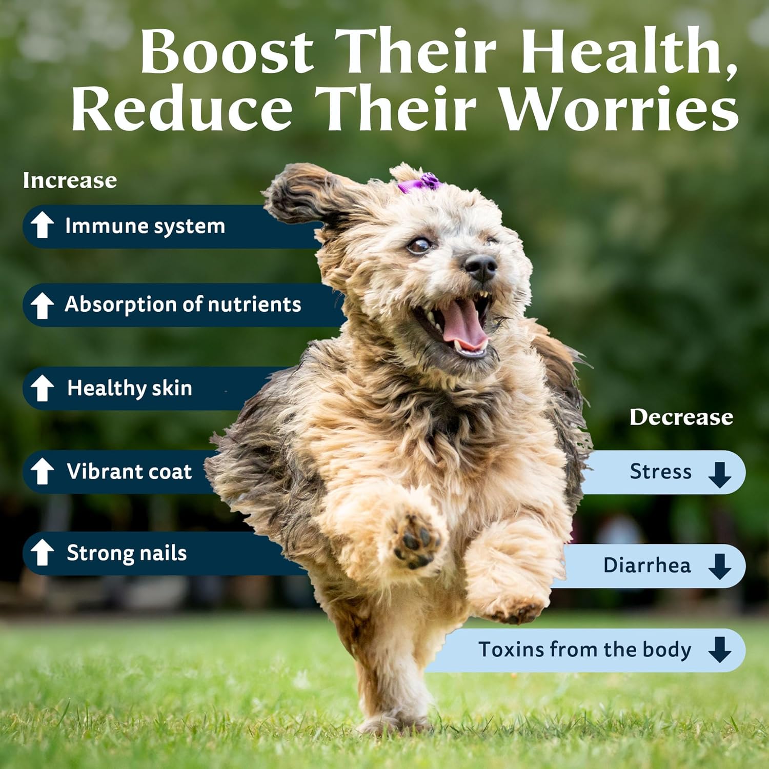 Natural Zeotex Zeolite Powder for Immune Support, Digestive & Joint Health, Liver Detox, Pet Health - 350g/12.35 oz