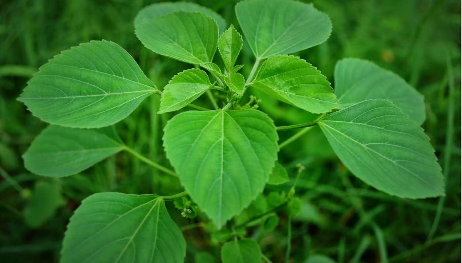 Neotea Indian Acalypha Powder 300g | Acalypha Indica | Indian Copperleaf | Indian Nettle | Three-seeded Mercury | Kuppaimeni