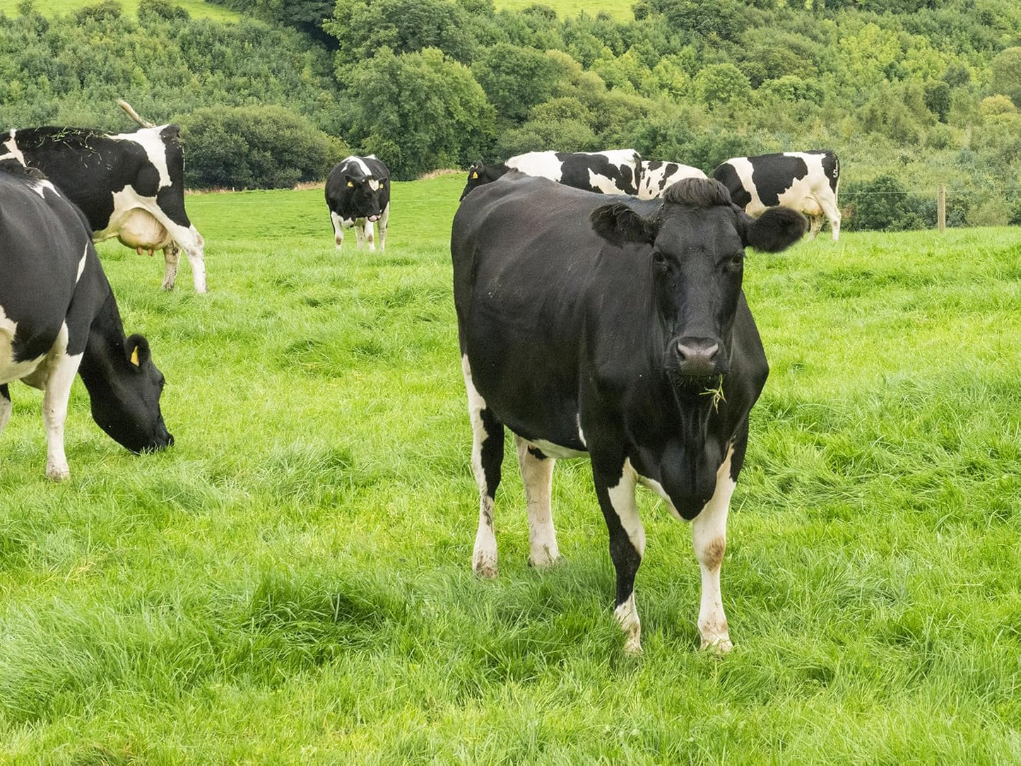 NSF Certified Grass-Fed Whey Protein Powder - 20g Isolate Protein, Gluten-Free Vanilla Flavor - 24 Servings for Daily Use