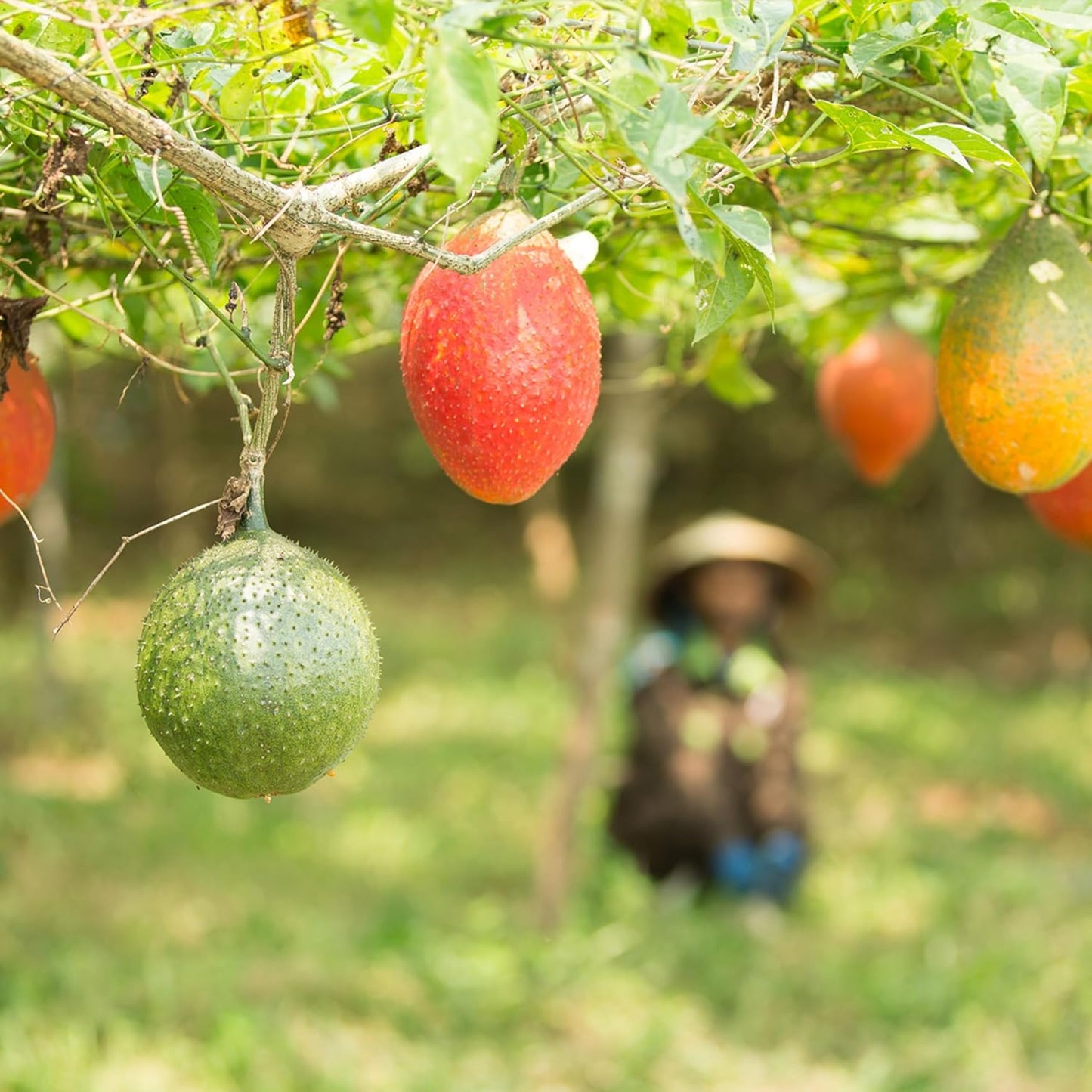 Nu Skin G3 Antioxidant Supplement for Immune Support and DNA Protection - 2 Pack