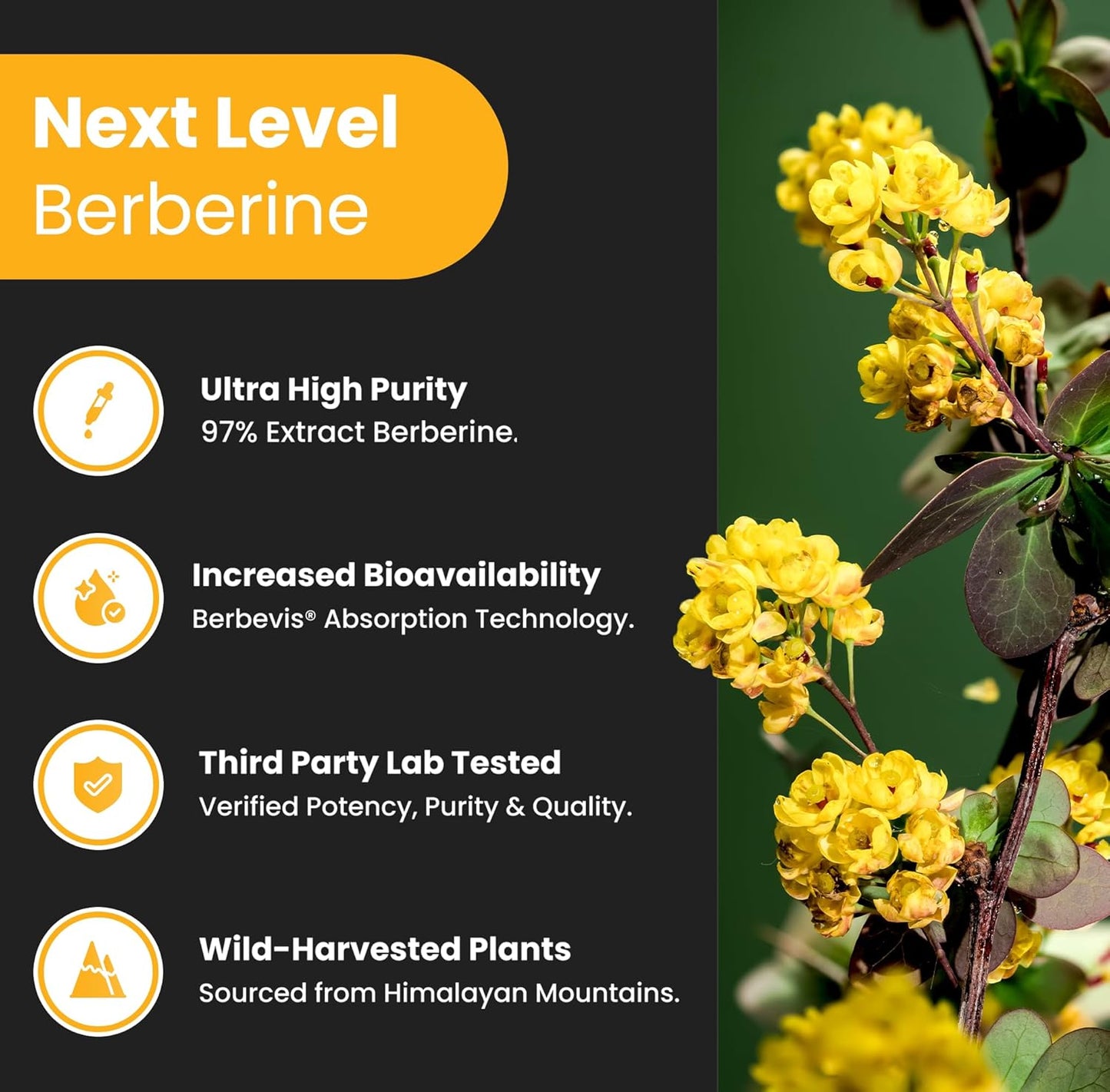 NutraChamps Berberine and Nitric Oxide Booster for Metabolic and Circulatory Support