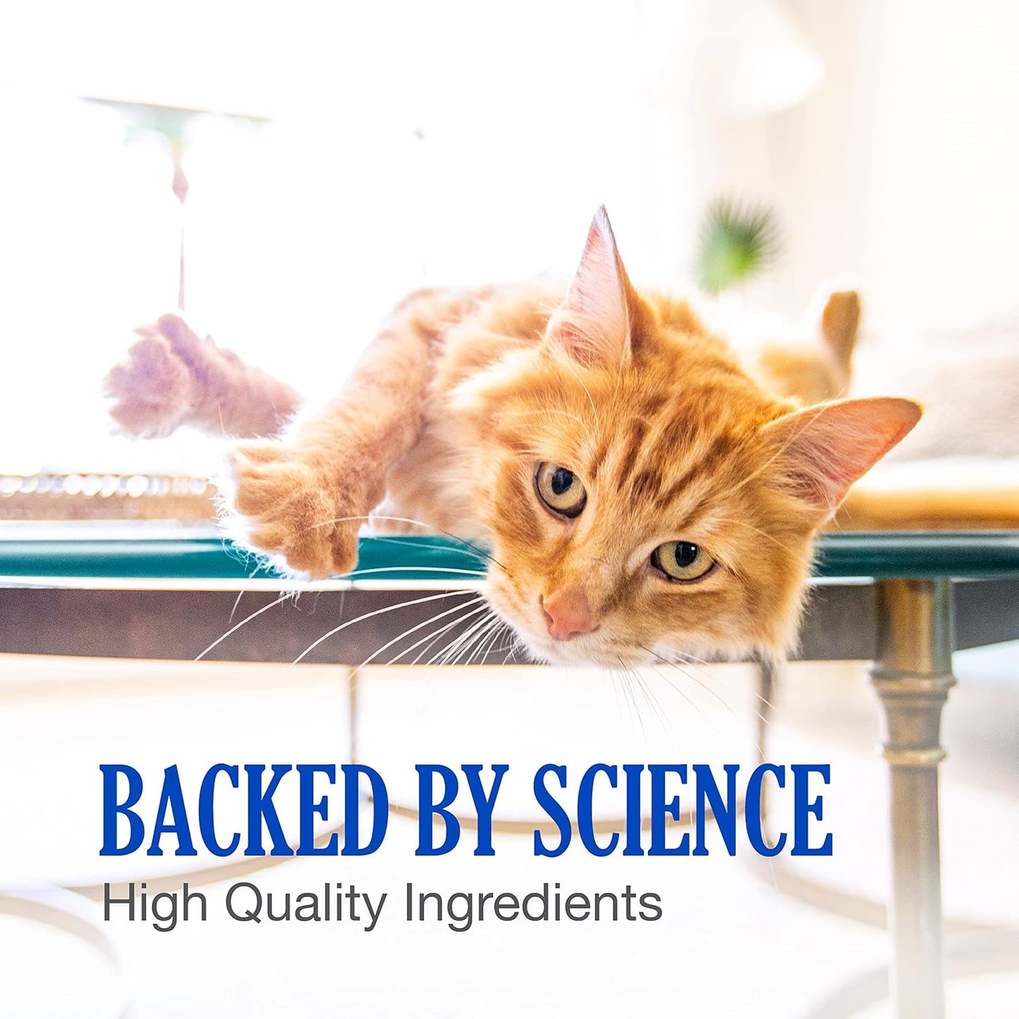 Nutramax Cobalequin B12 Supplement for Cats and Small Dogs - 45 Count Pack