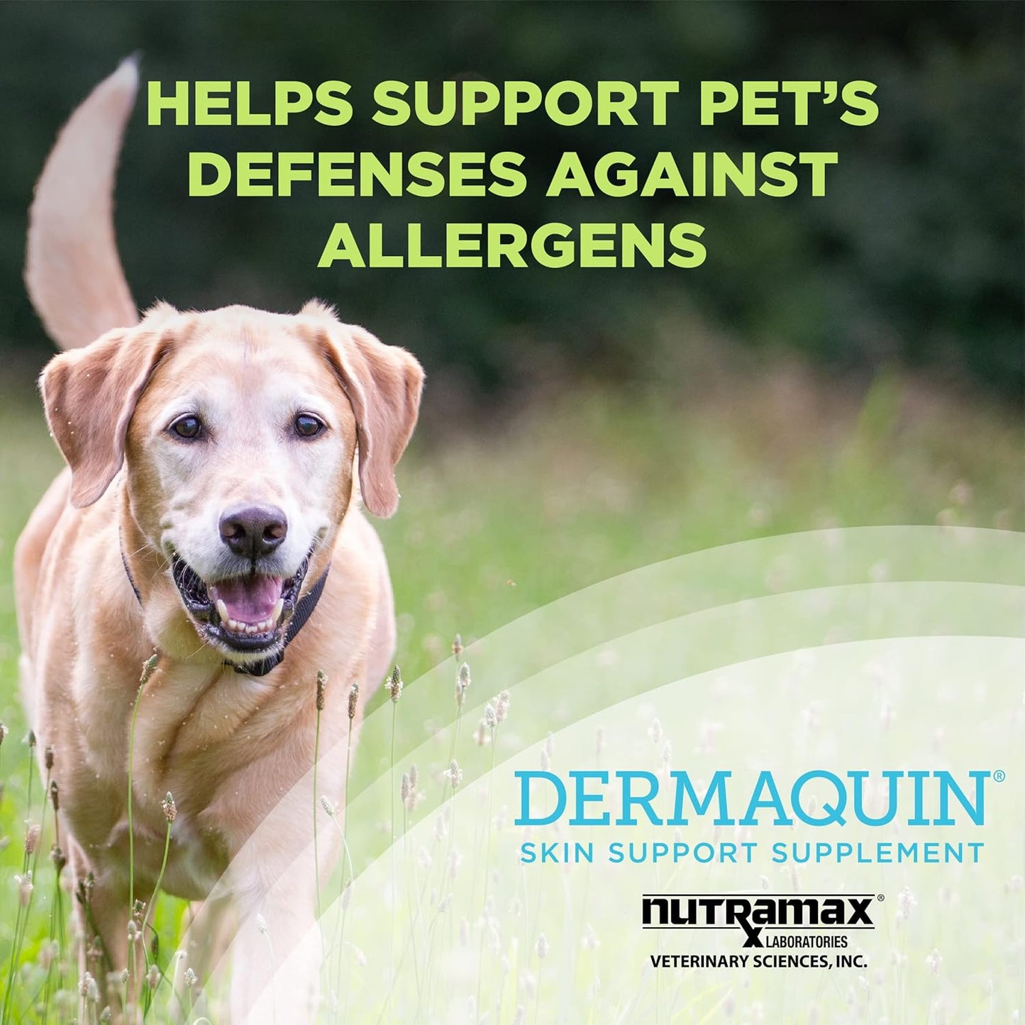 Nutramax Dermaquin Skin Support Supplement for Large Dogs 31+ lbs - 60 Soft Chews by Nutramax Labs