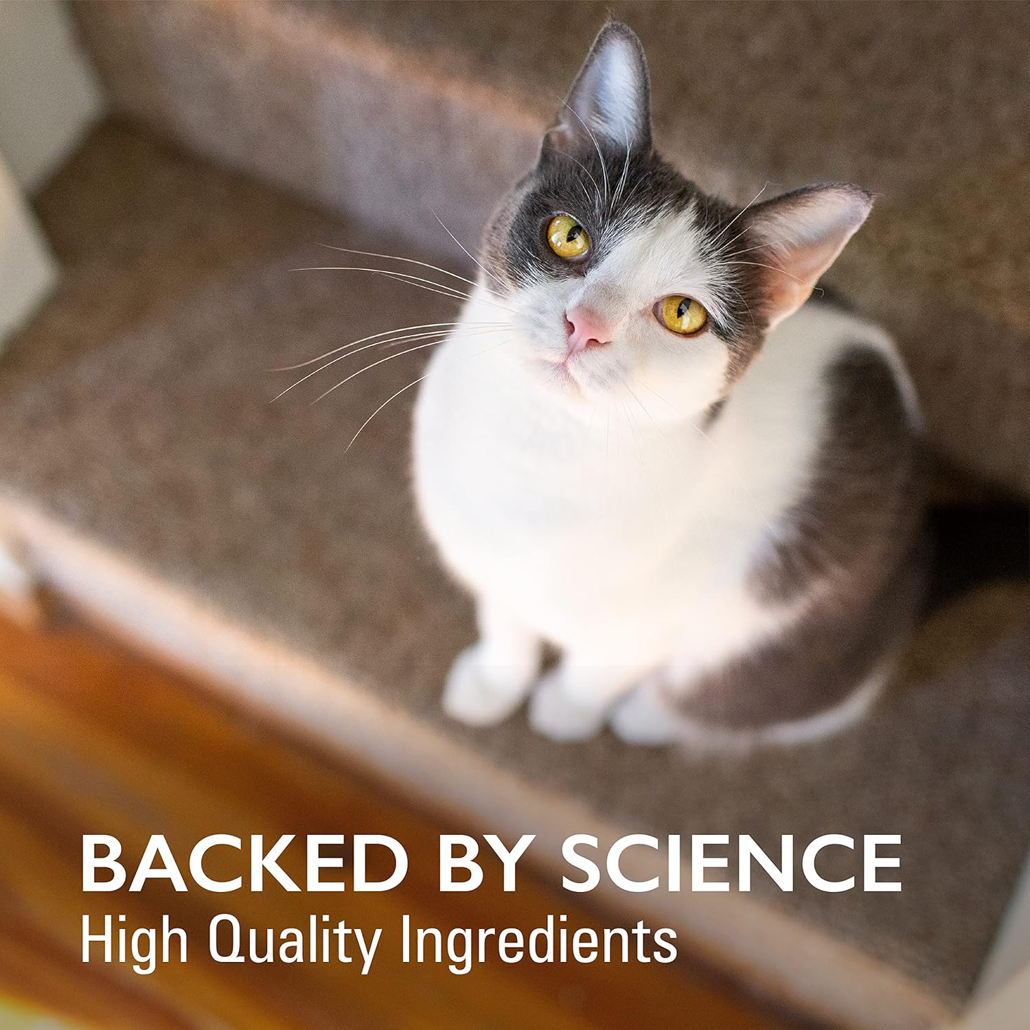 Nutramax Imuquin Immune Health Supplement Powder for Cats - 30 Packets with Beta Glucans, Marine Lipids, Vitamins & Minerals