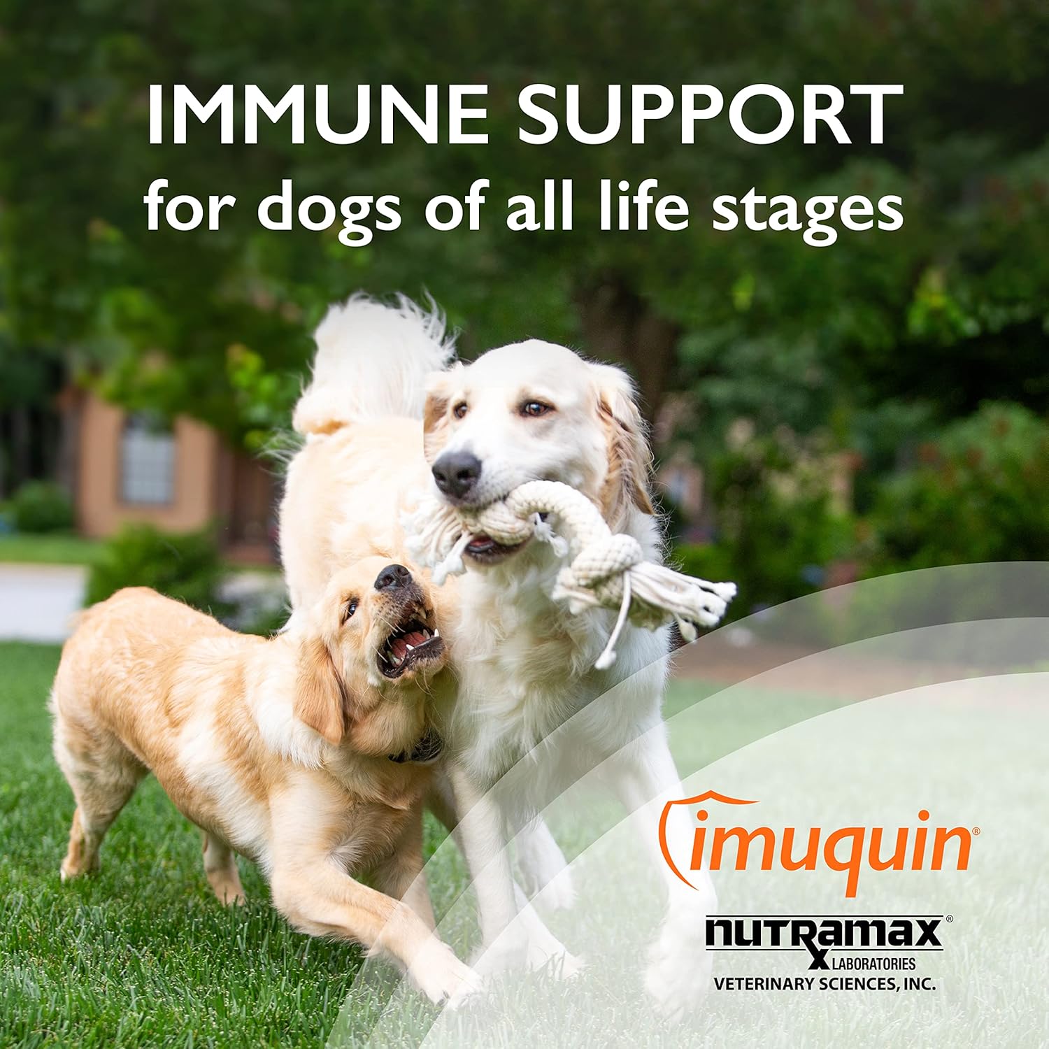 Nutramax Imuquin Immune Support Supplement Powder for Dogs - 30 Packets, Enhanced Formula with Beta Glucans, Marine Lipids, Vitamins, and Minerals
