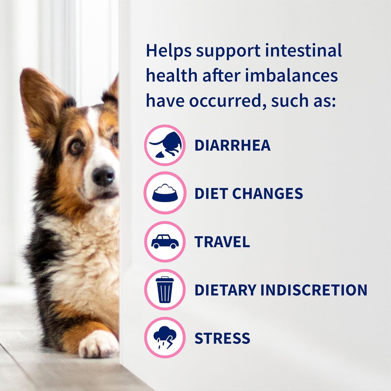Nutramax Proviable Digestive Health Supplement for Cats and Dogs - Multi-Strain Probiotics with Prebiotics, 30 Capsules
