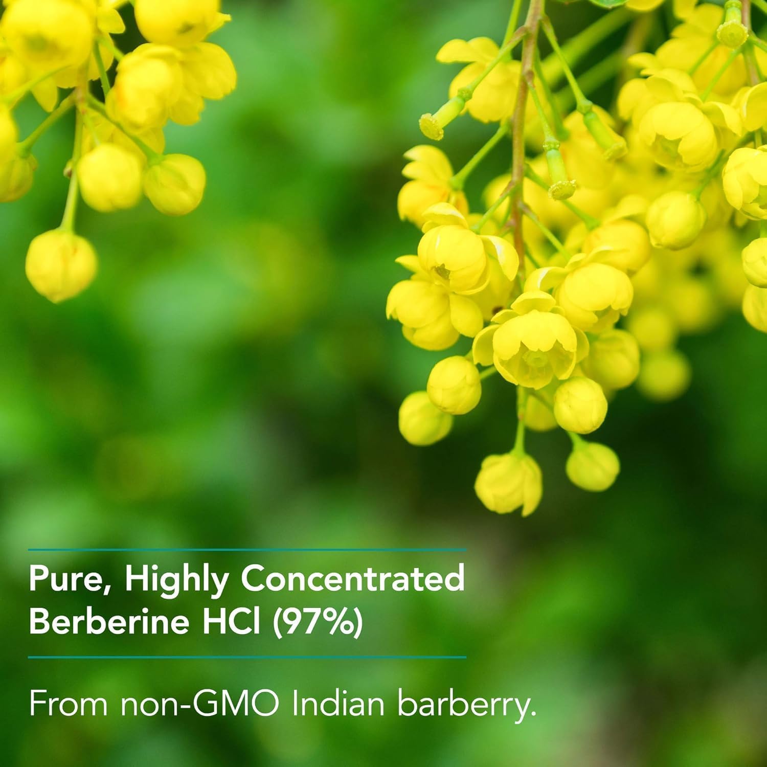 Nutricology Berberine 500mg Supplement - Metabolic Support for Healthy Cholesterol - Indian Barberry Root - 90 Vegetarian Capsules