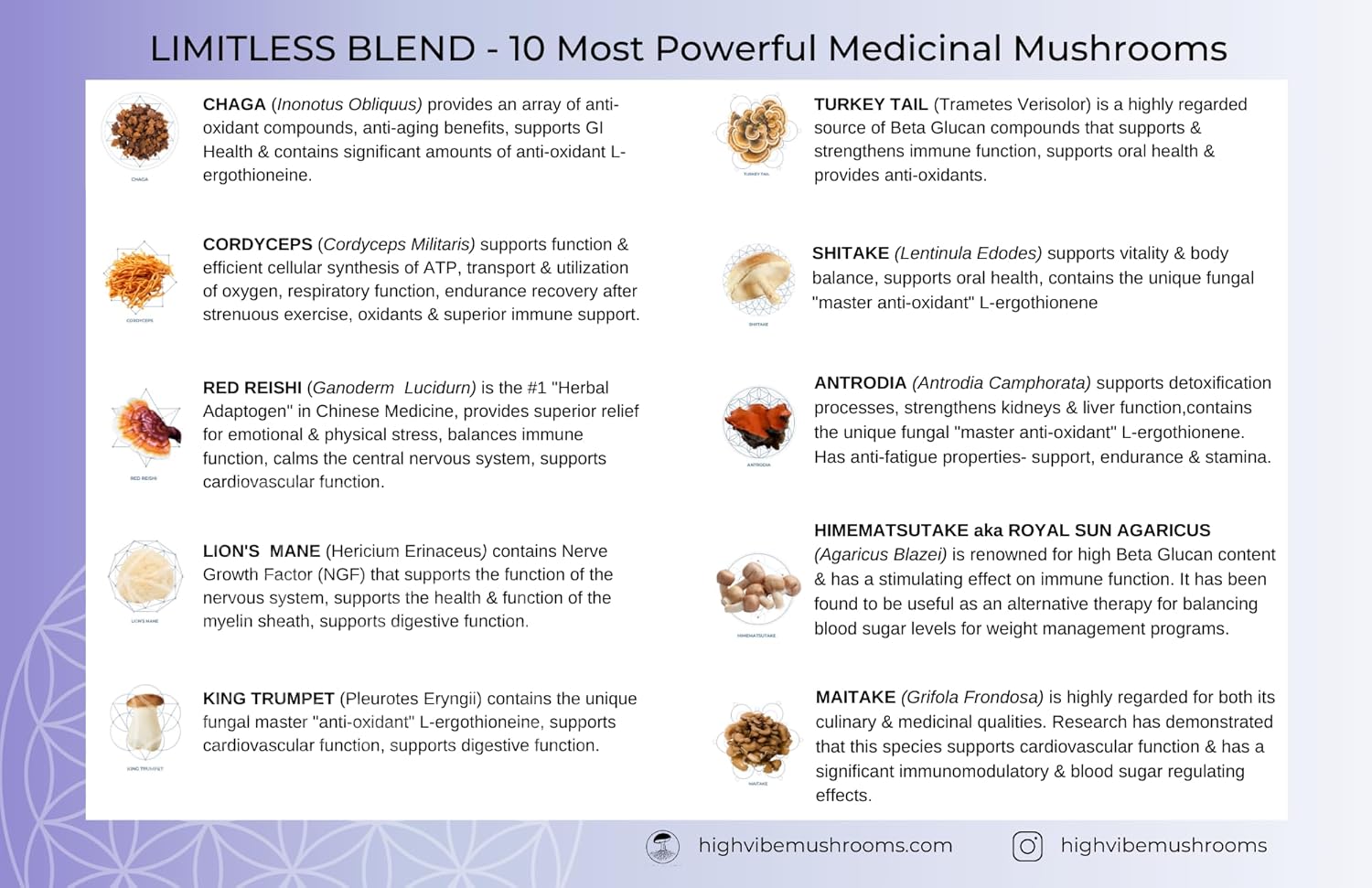Organic 10-in-1 Mushroom Powder Blend for Focused Energy and Immunity - Vegan & Kosher