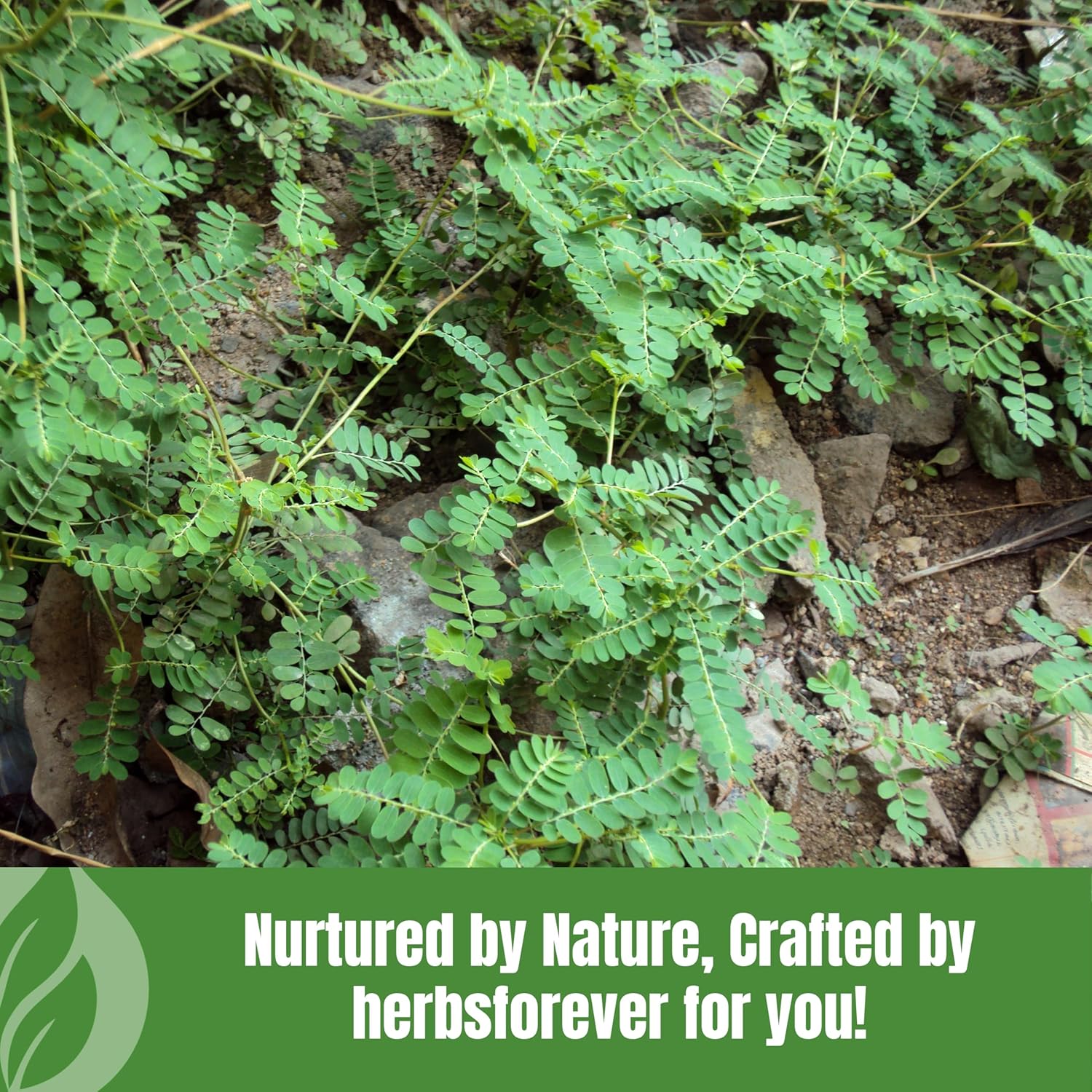 Organic Bhumy Amalaki Powder (Chanca Piedra) - 230g | Supports Healthy Liver, Kidney, Gallbladder | Detox Function | Phyllanthus Niruri