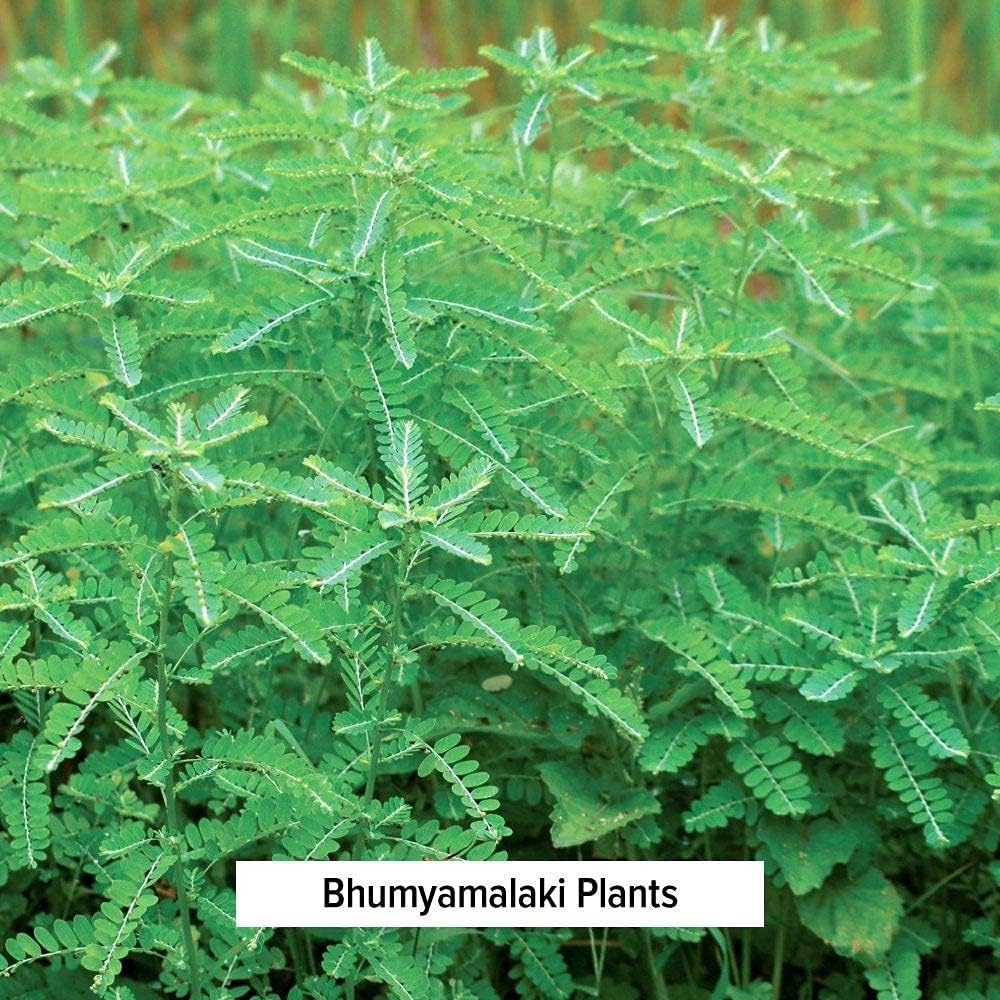 Organic Bhumyamalaki Powder for Liver Health - Phyllanthus spp. Supplement for Natural Liver Detox - 1/2 lb Vegan Non GMO