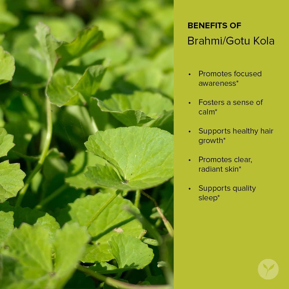 Organic Brahmi/Gotu Kola Powder for Focus, Concentration, Alertness, and Calm - 1 lb. Vegan, Non-GMO, Sustainably Sourced