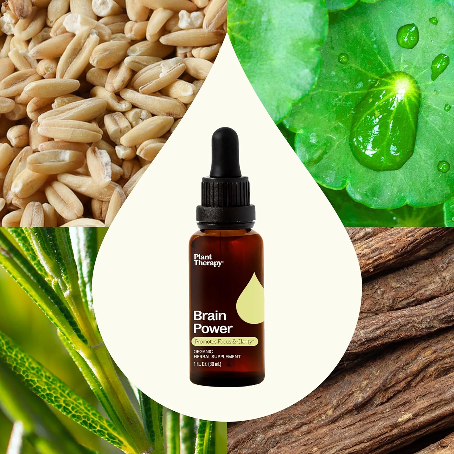 Organic Brain Power Tincture 30 mL - Supports Focus, Clarity, Alertness, Memory - Brain Boost Supplement with Benefits
