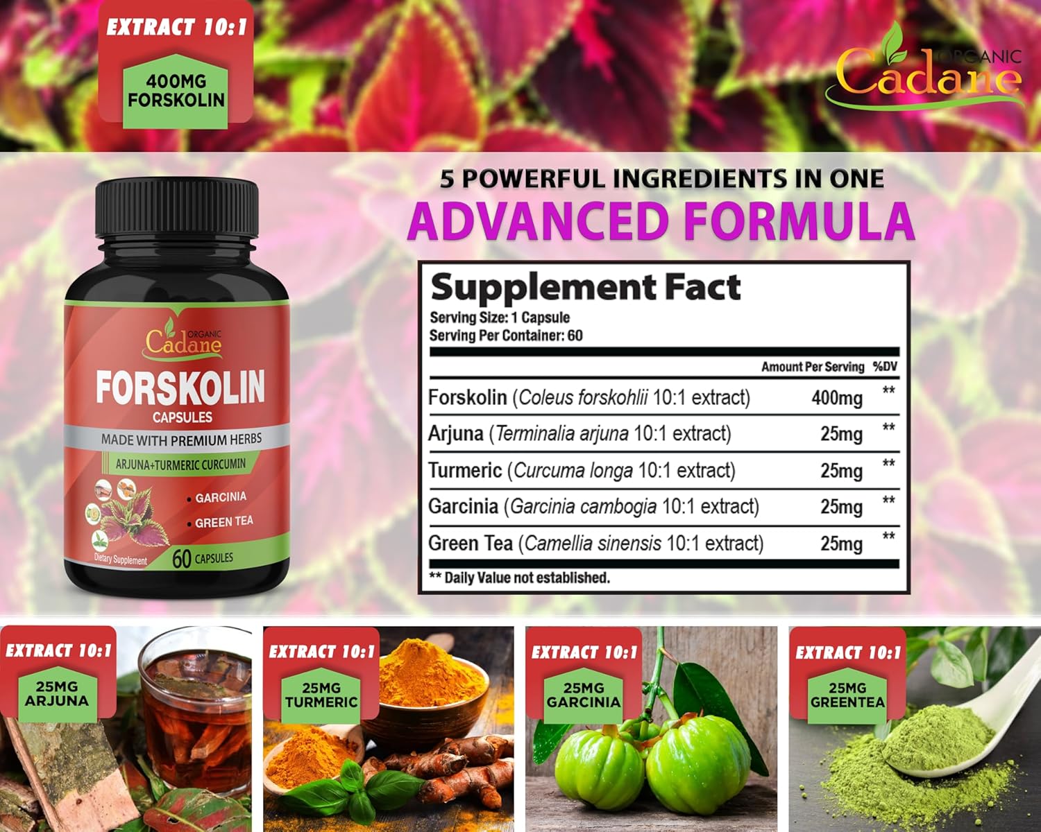 Organic Cadane 2 Pack Forskolin Supplements Capsules with Turmeric, Arjuna, Garcinia Cambogia, Green Tea - Maximum Strength Coleus Forskohlii Extract for Energy & Immune Support