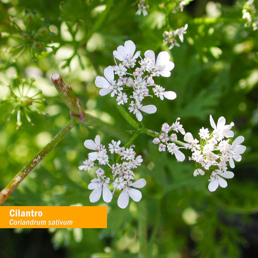 Organic Cilantro Extract for Detox Support - 2 Pack, 1 oz each by Herb Pharm