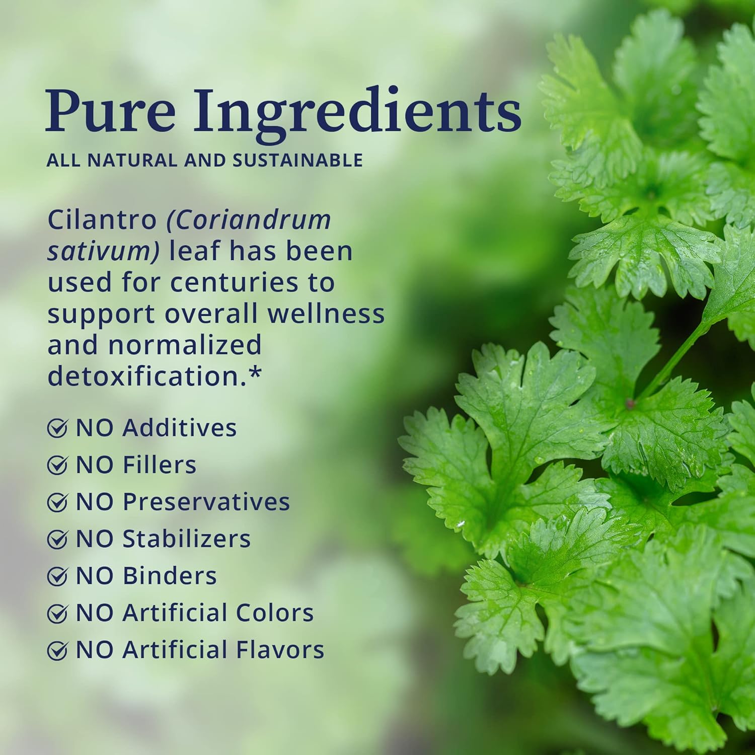 Organic Cilantro Tincture - Powerful Botanical Extract for Immune Support, Detox, Gut Health - 4 fl oz