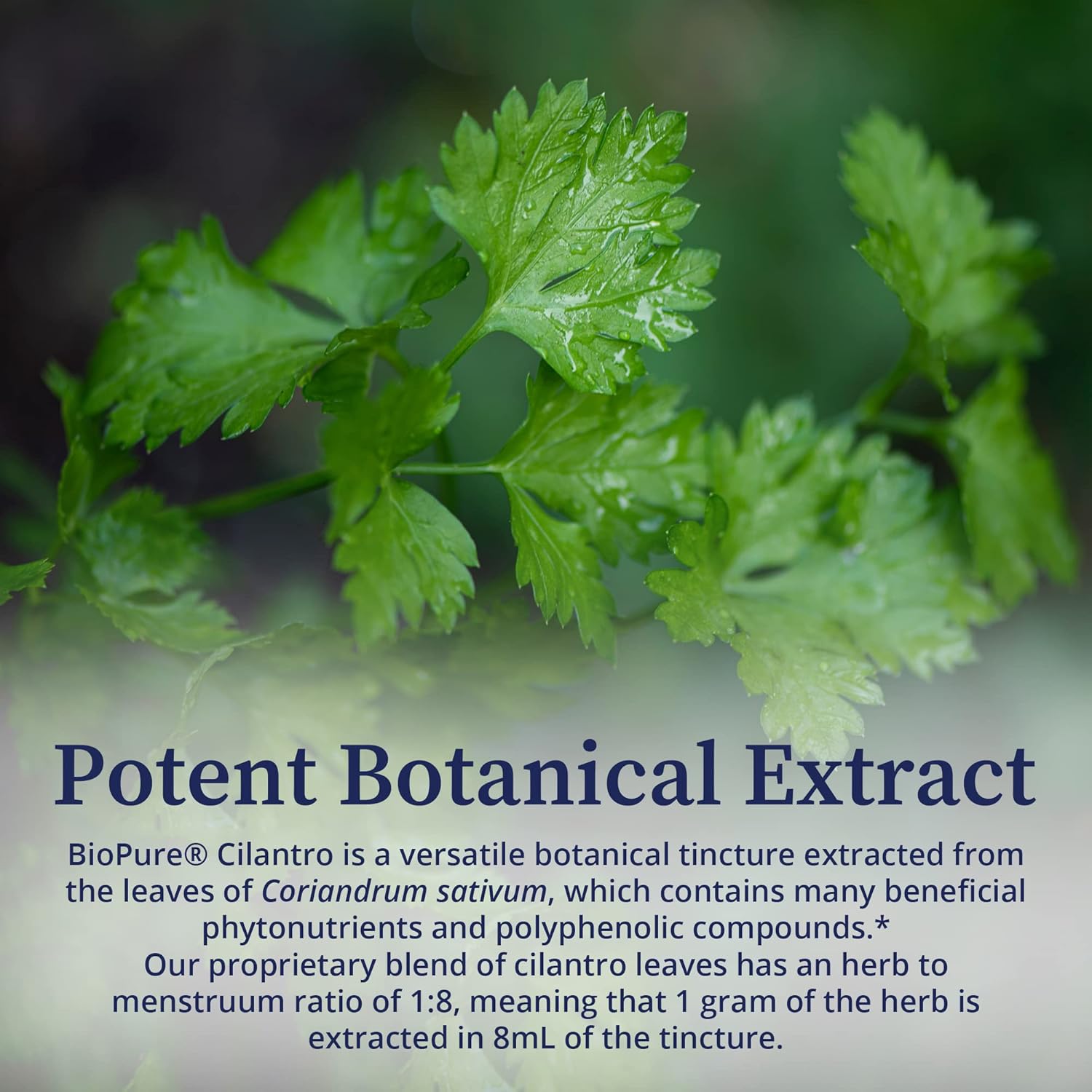 Organic Cilantro Tincture - Powerful Botanical Extract for Immune Support, Detox, Gut Health - 4 fl oz