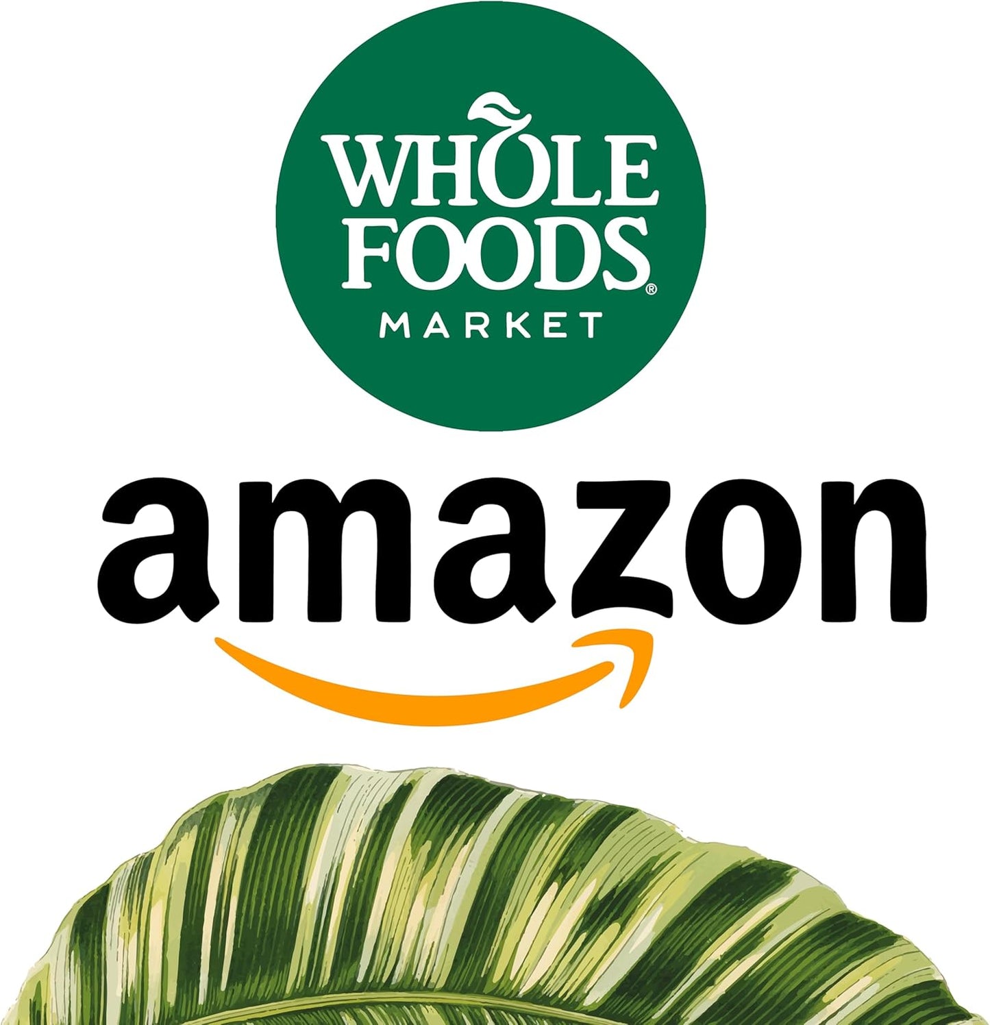 Organic Coconut Oil Supplements for Brain, Heart, and Memory Health - 60 Softgels, 2000mg - Made in USA