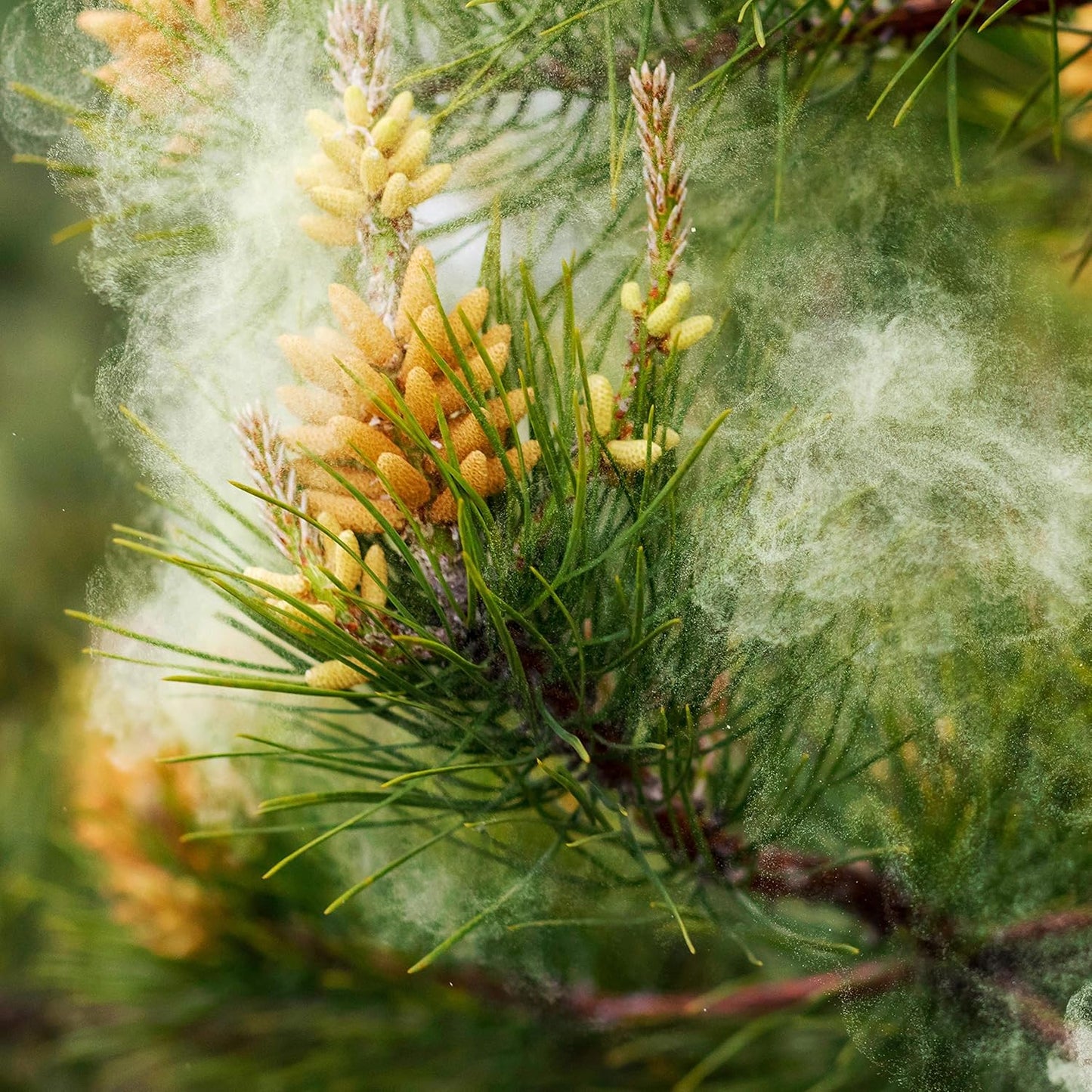 Organic Cracked Cell Wall Pine Pollen Powder from Masson Pine Tree - Addictive Wellness