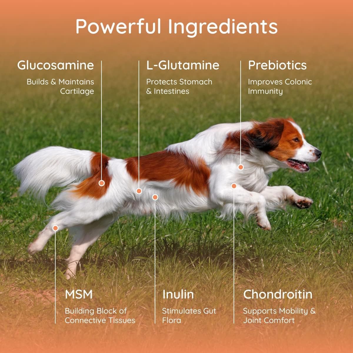 Organic Dog Electrolyte & Joint Supplement with Peanut Butter Flavor | All Natural Dog Vitamins for Inflammation & Mobility Support