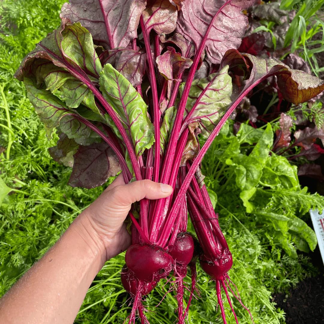Organic Eclectic Herb Beet Juice Powder - 170g, Natural Energy Boost & Antioxidant Support