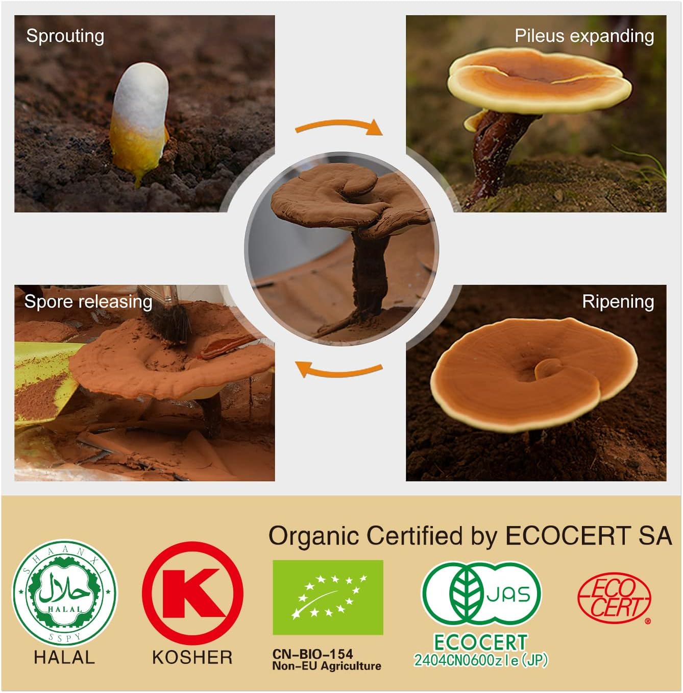 Organic GANOHERB Reishi Mushroom Capsules and Spore Oil for Immune Support