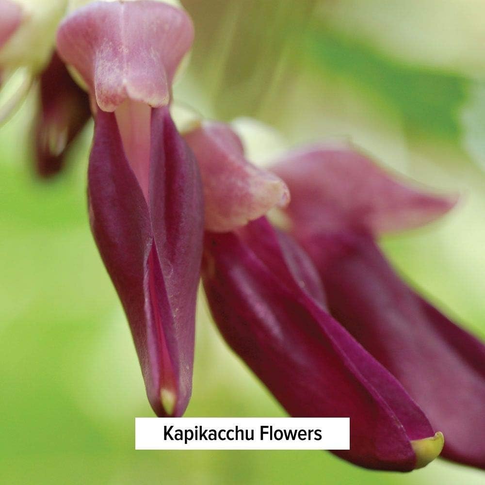Organic Kapikacchu Mucuna Pruriens Herbal Powder - Energizing Support for Nervous & Reproductive Systems - Natural L-Dopa Source - Non-GMO Vegan - Spice Jar