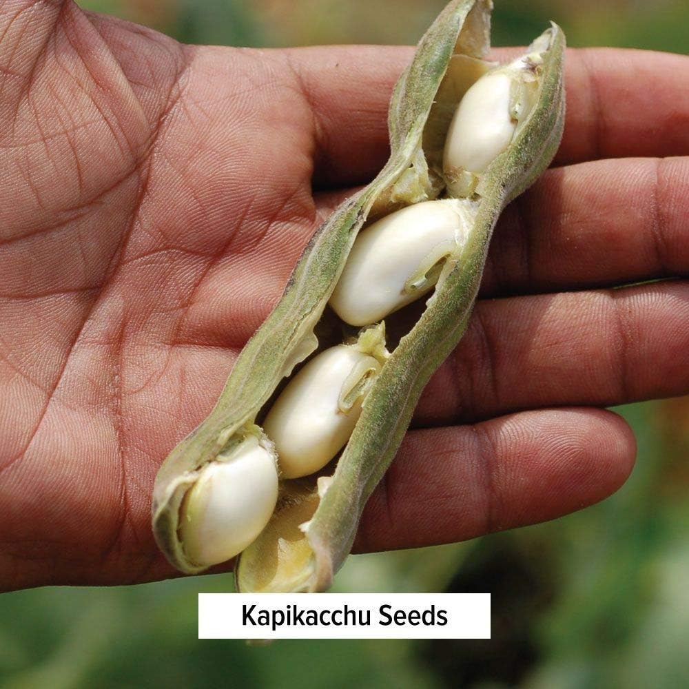 Organic Kapikacchu Mucuna Pruriens Herbal Powder - Energizing Support for Nervous & Reproductive Systems - Natural L-Dopa Source - Non-GMO Vegan - Spice Jar