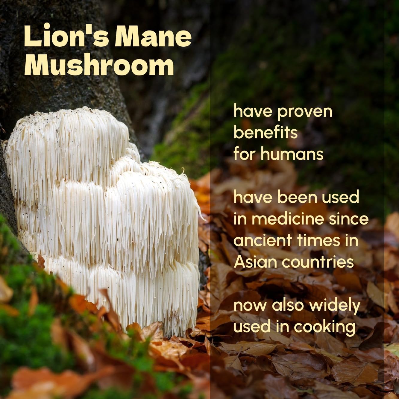 Organic Lions Mane Mushroom Powder 8 oz - Vegan Supplement with Antioxidants by Beleon Goods