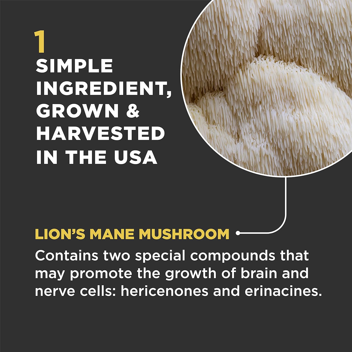 Organic Lion's Mane Mushroom Supplement for Dogs and Cats - USA Made Cognitive Health Formula