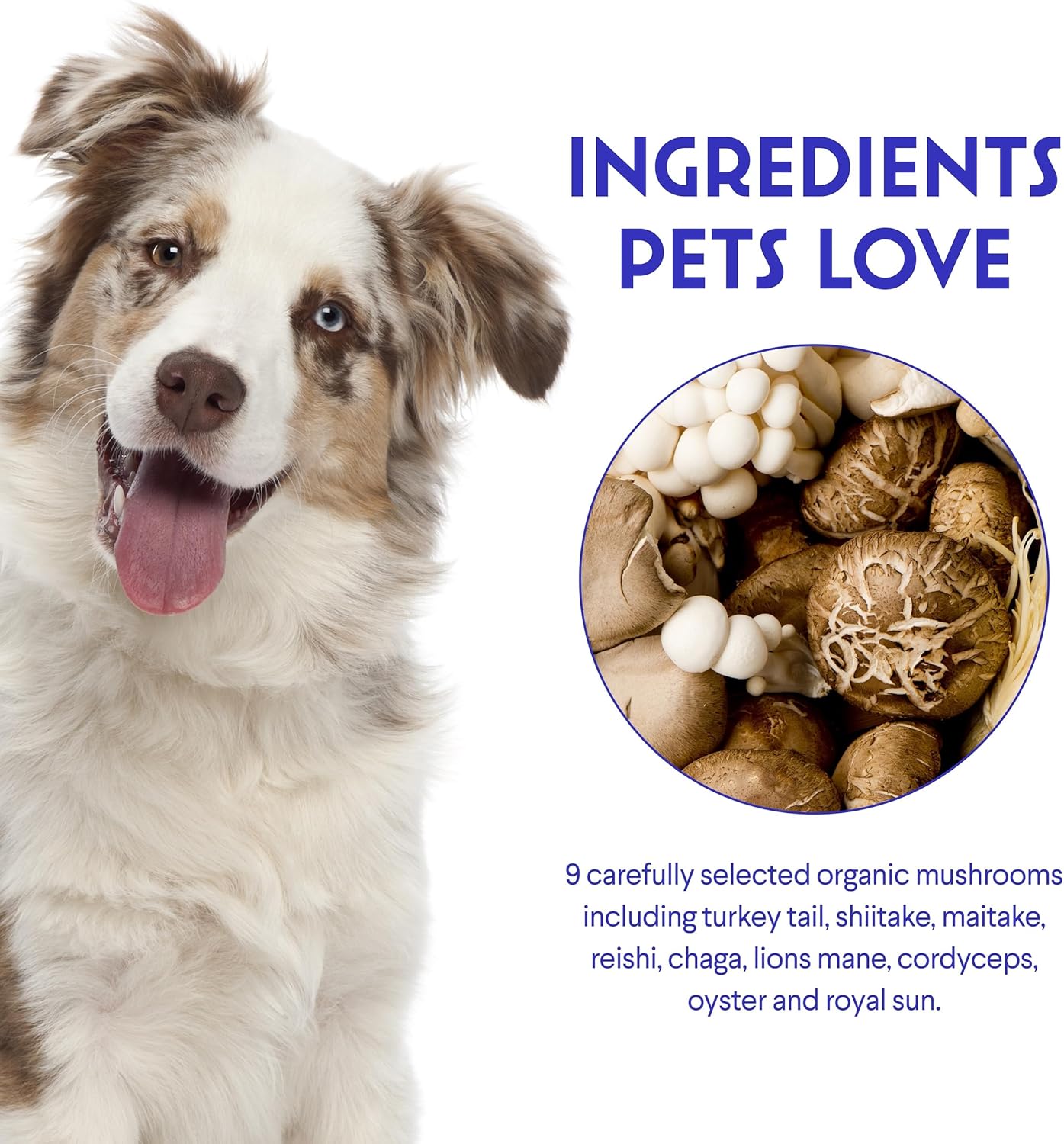 Organic Mushroom Complex Powder for Dogs - Immune Support, Cognition, Cellular Health - Turkey Tail, Reishi, Lions Mane - 90 Scoops
