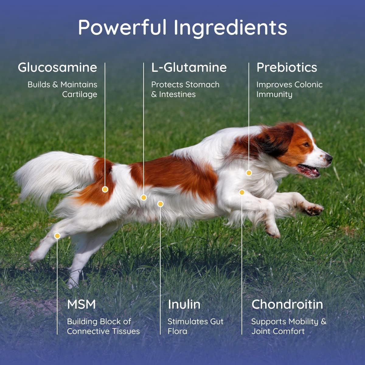 Organic Petralyte Dog Electrolyte & Joint Supplement with Chicken Flavor | Natural Dog Vitamins for Inflammation & Mobility Support