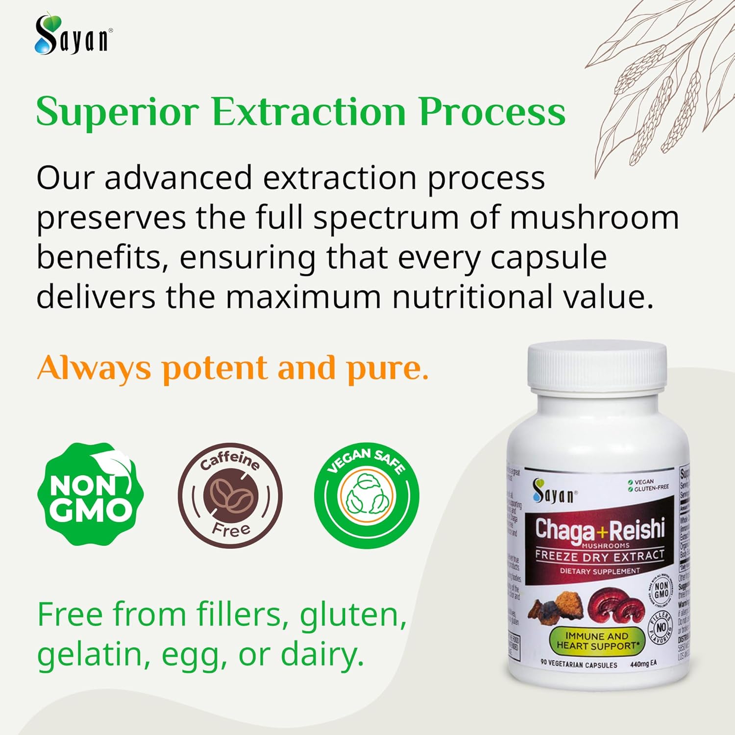 Organic Reishi and Siberian Chaga Mushroom Extract Capsules - Immune System Support and Energy Boost - Wild-Harvested Antioxidant Blend - 90 Capsules