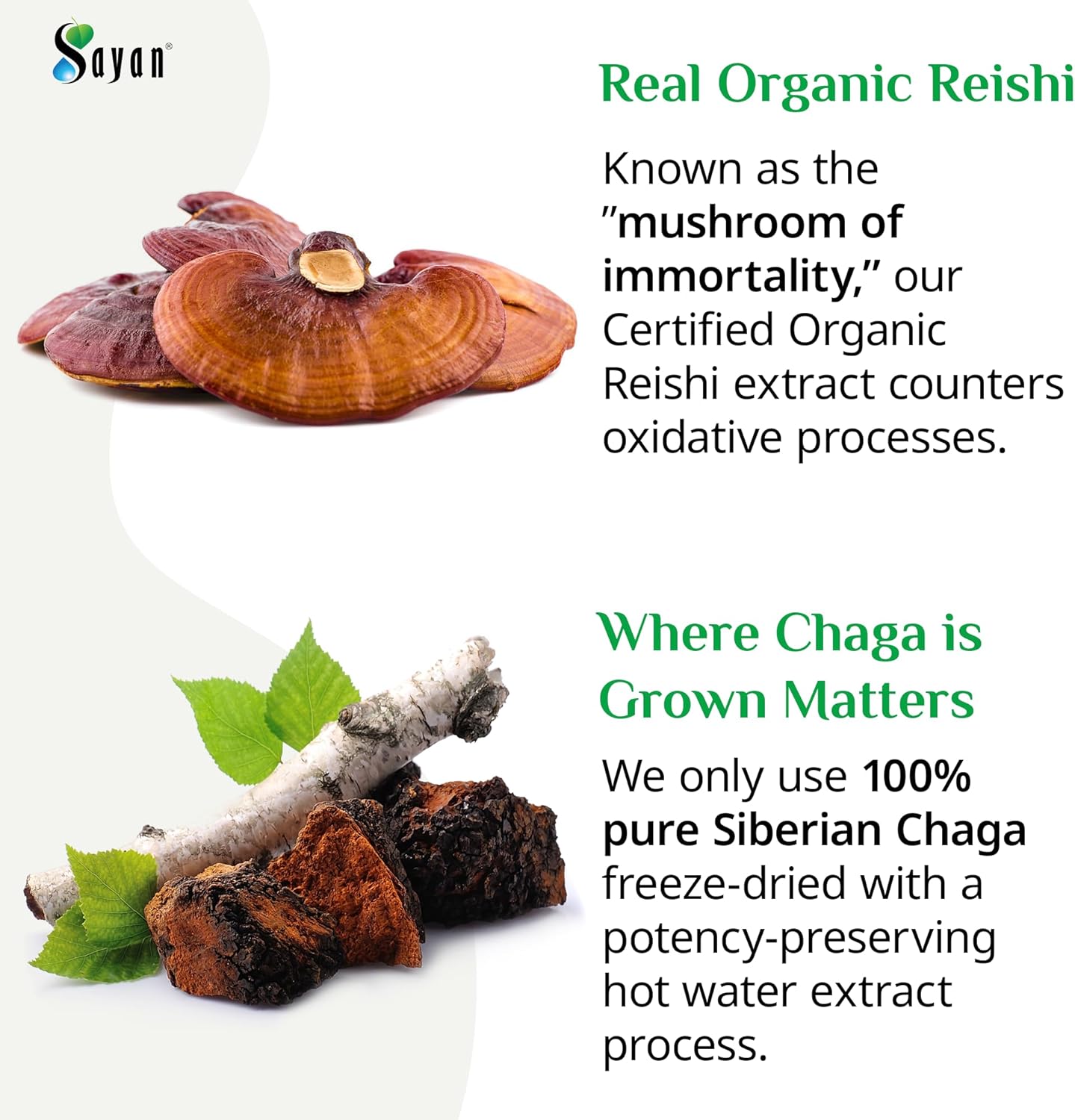 Organic Reishi and Siberian Chaga Mushroom Extract Capsules - Immune System Support and Energy Boost - Wild-Harvested Antioxidant Blend - 90 Capsules