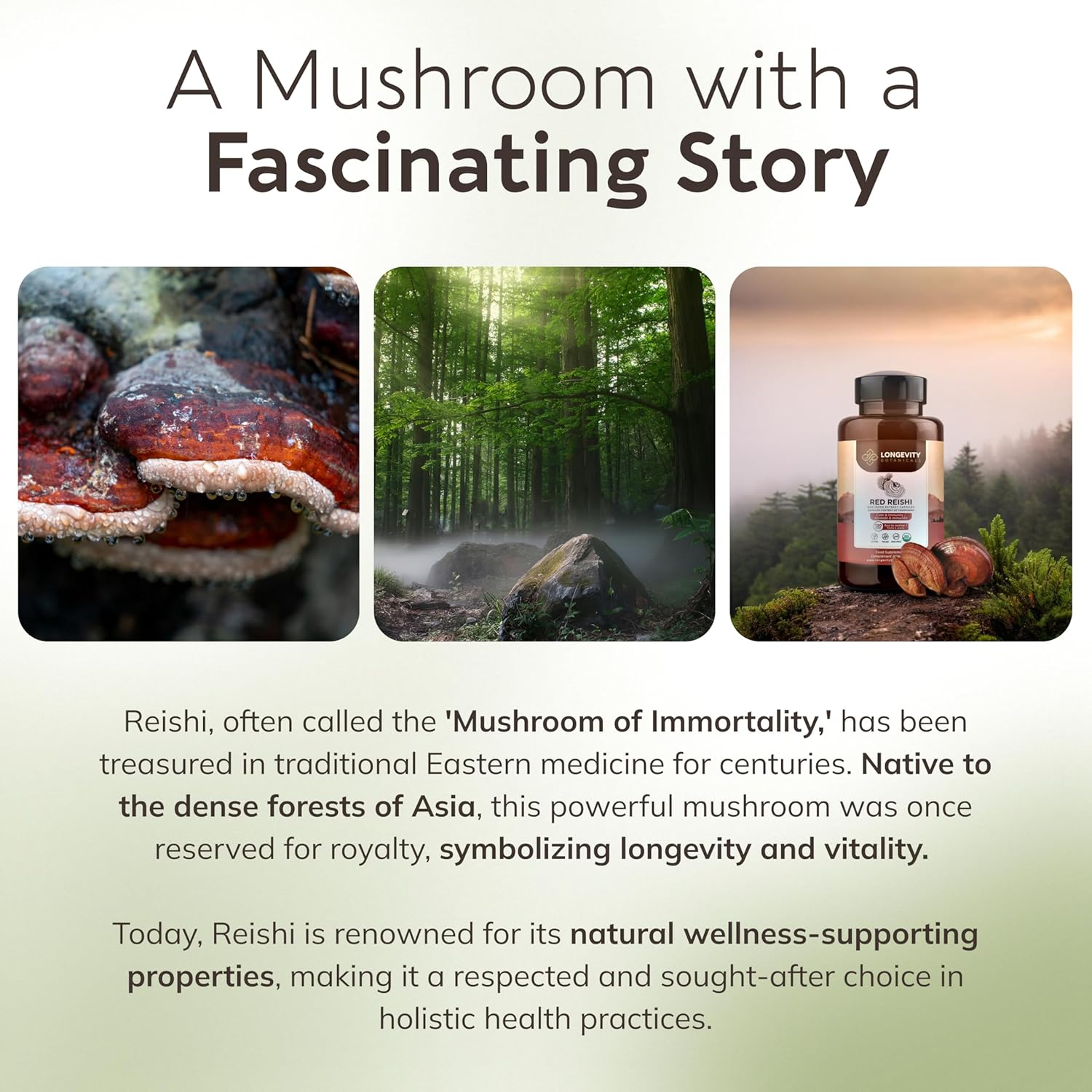 Organic Reishi Mushroom Capsules - Immune Support, Relaxation, Sleep Aid - 100% Fruiting Body - 120 Capsules