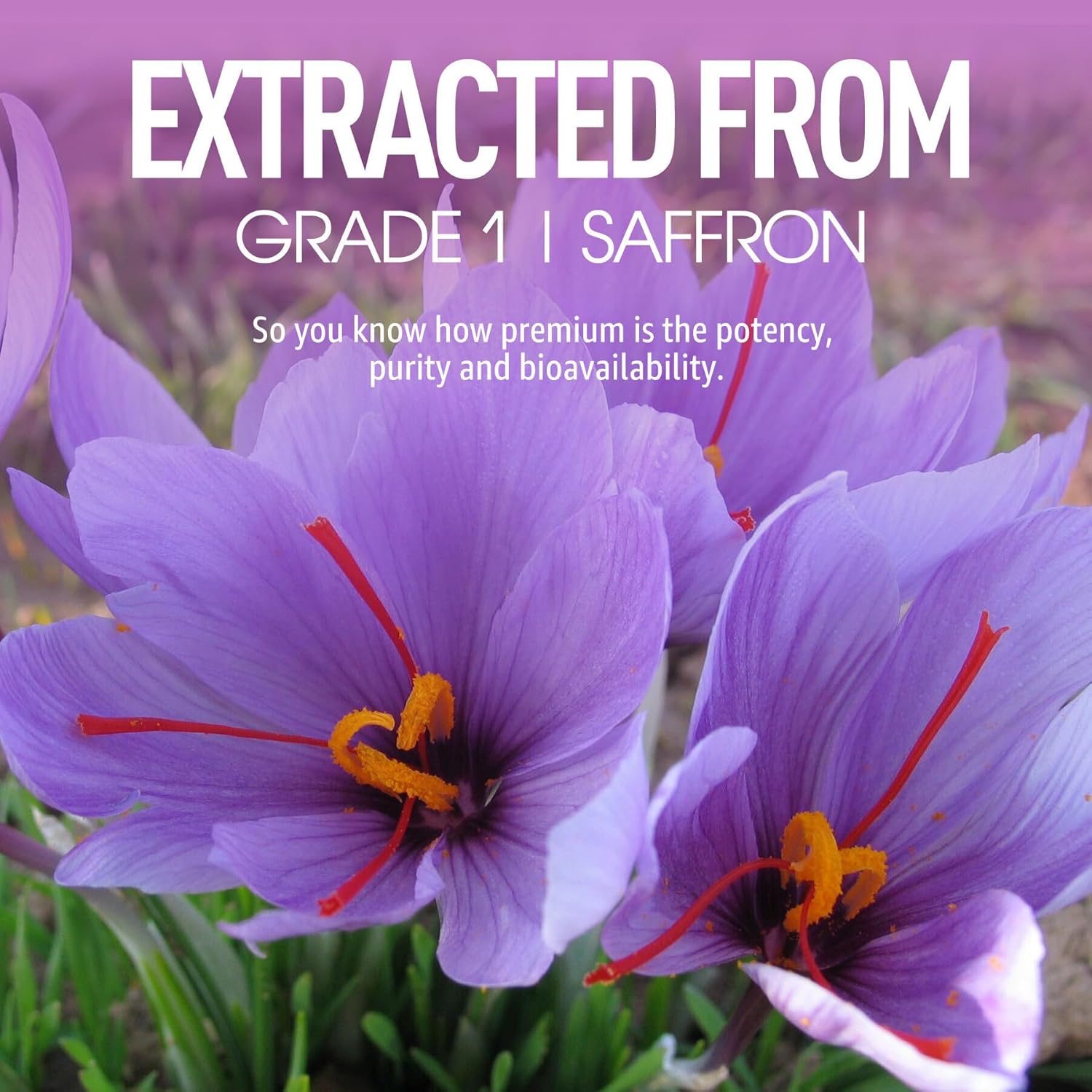Organic Saffron Supplement Gummies with Vitamin B6, B12, D3, C - Sugar Free Saffron Extract Gummies for Mood & Power - Vegan, Mixed Berry Flavor - 120 Count