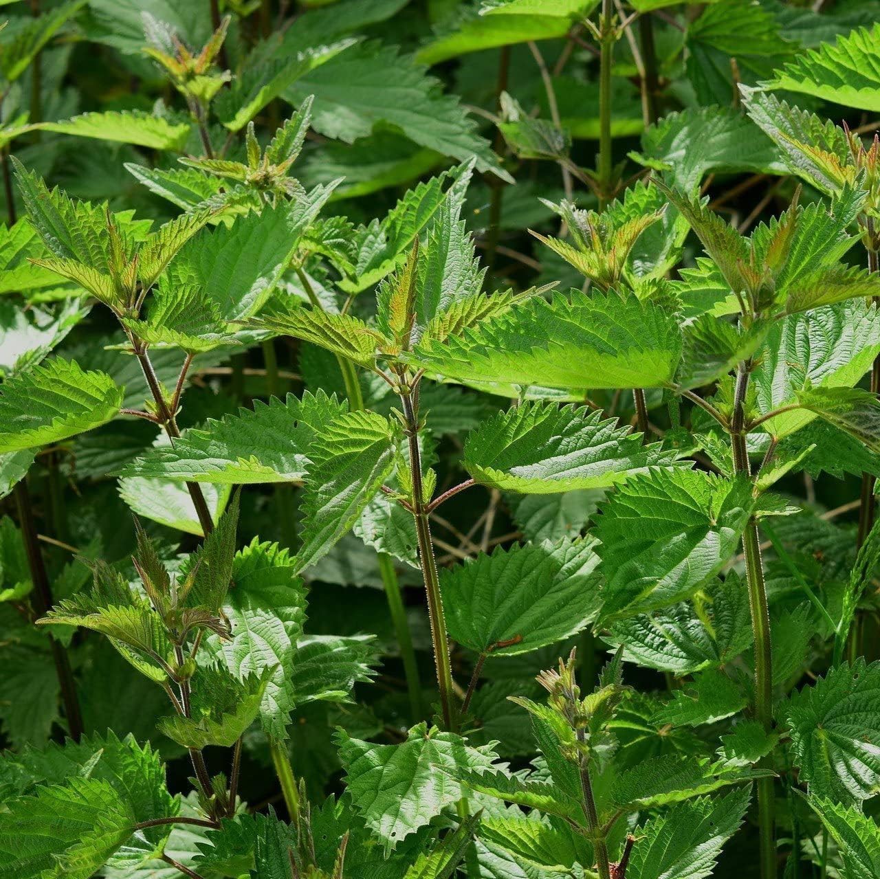 Organic Stinging Nettle (Urtica Dioica) Seeds - Pack of 100 by OrginBud