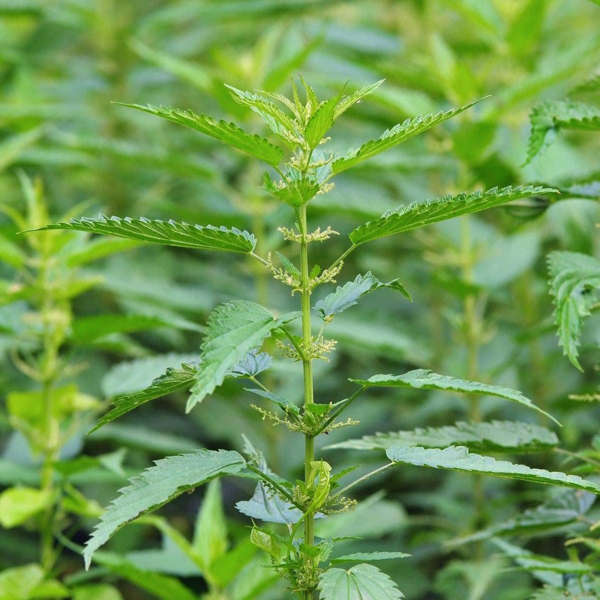 Organic Stinging Nettle (Urtica Dioica) Seeds - Pack of 100 by OrginBud