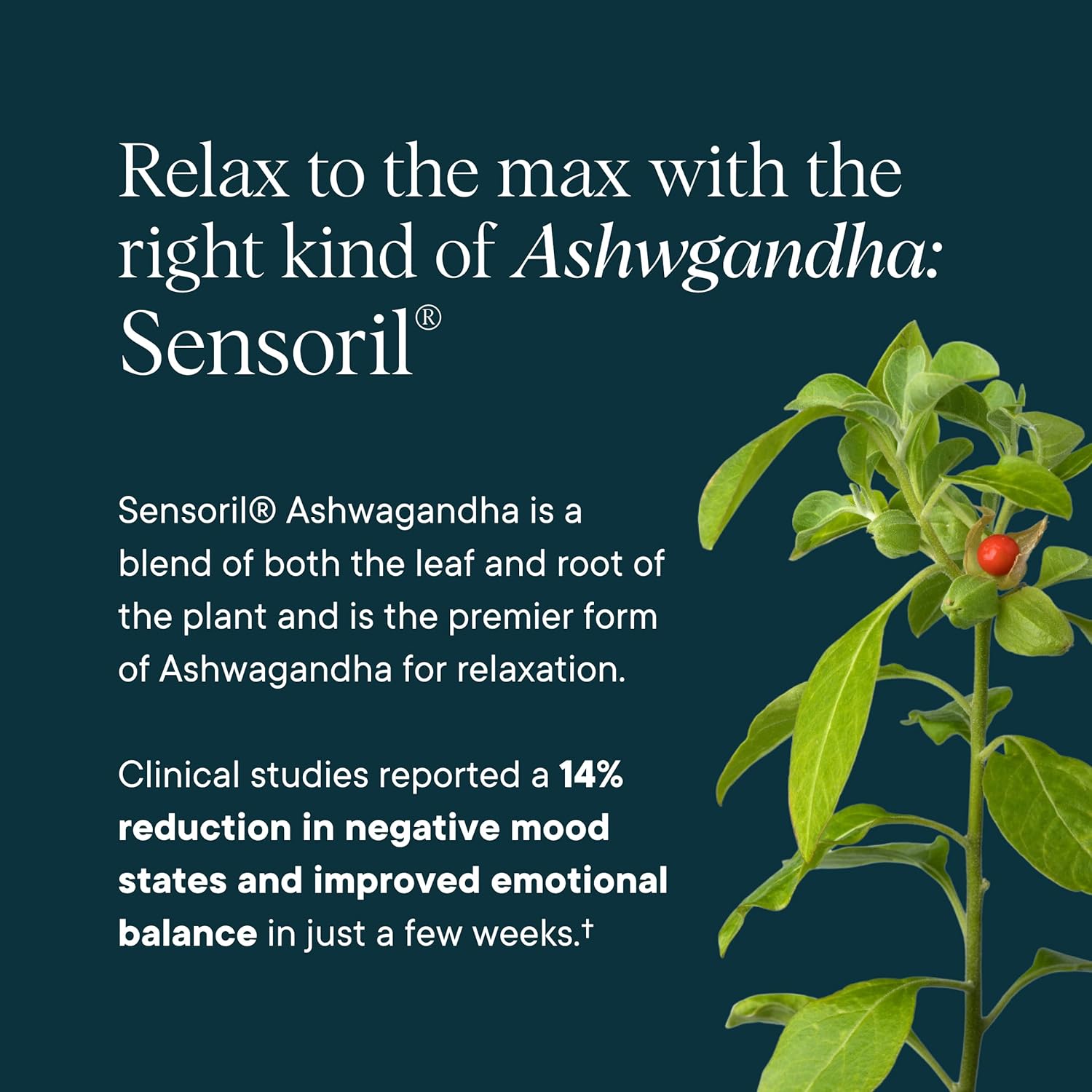 Organic Stress Relief Supplement for Calm & Mental Focus - Sensoril Ashwagandha, Saffron, Ginseng - 60 Capsules